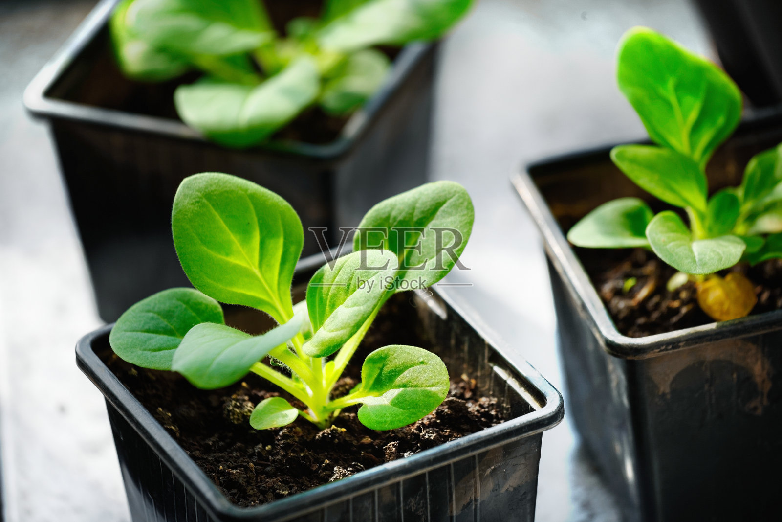 矮牵牛花的幼苗特写。装在容器里的绿色小芽。照片摄影图片