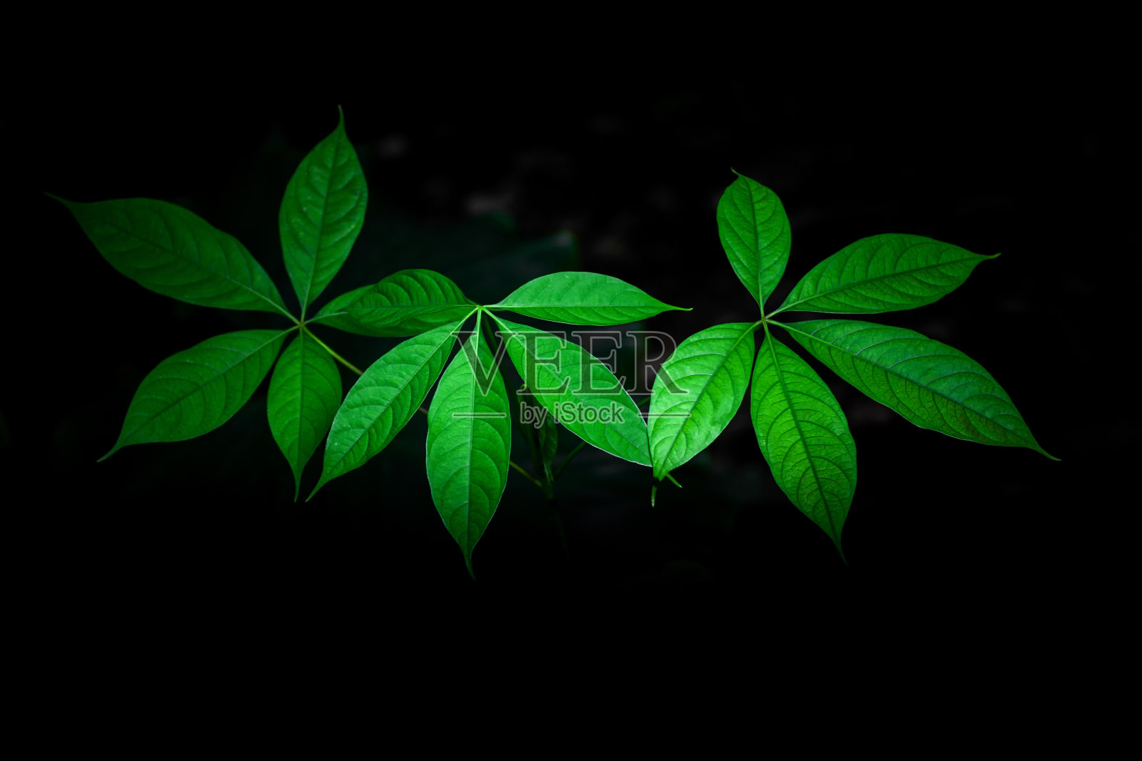 星状的绿色可见的叶子在黑色的背景。生长在野生孤立黑色背景下的热带植物。照片摄影图片