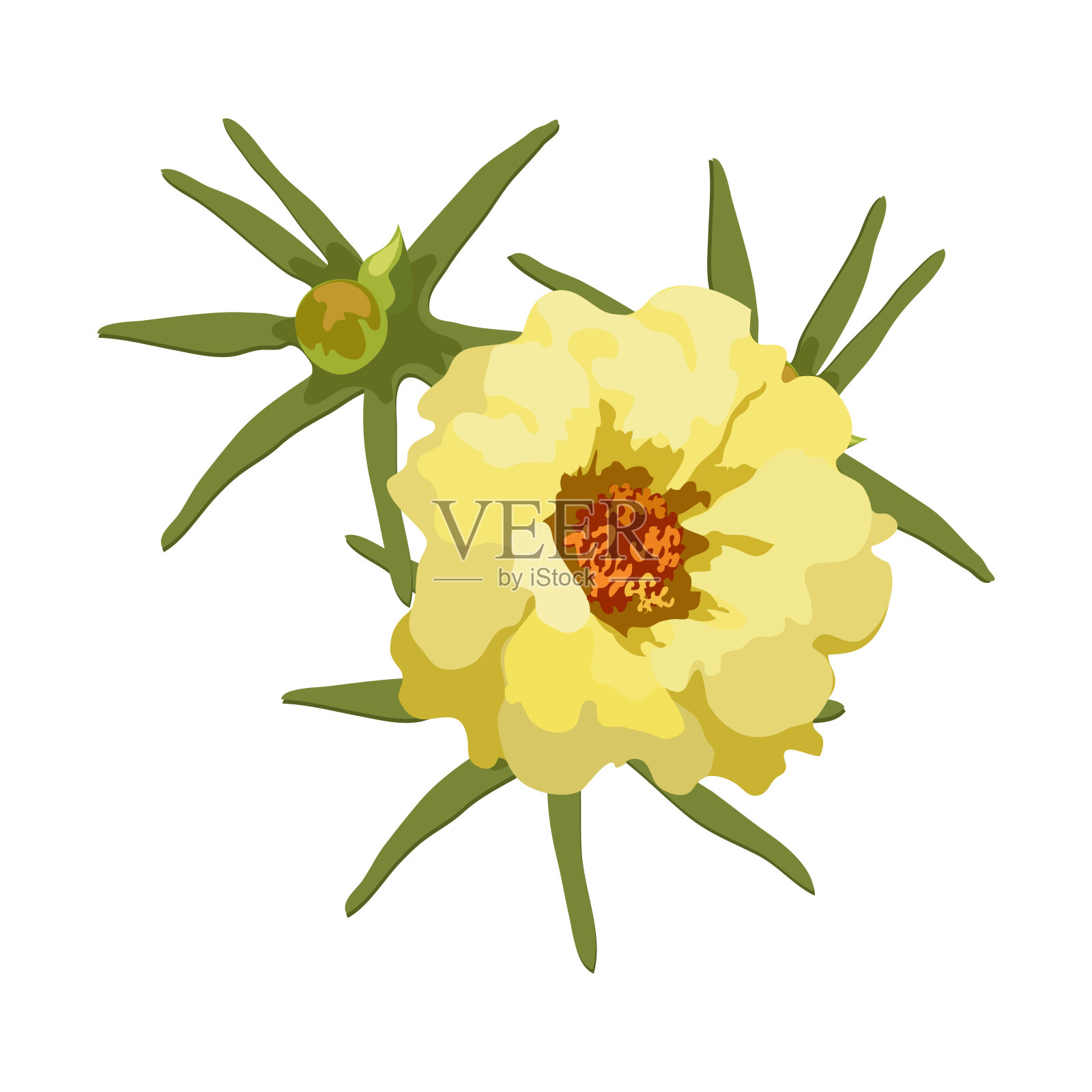 黄花，有叶。矢量现实马蹄花，毛毛，特写孤立在白色背景，印刷服装装饰，剪贴簿，设计元素的卡片，织物插画图片素材