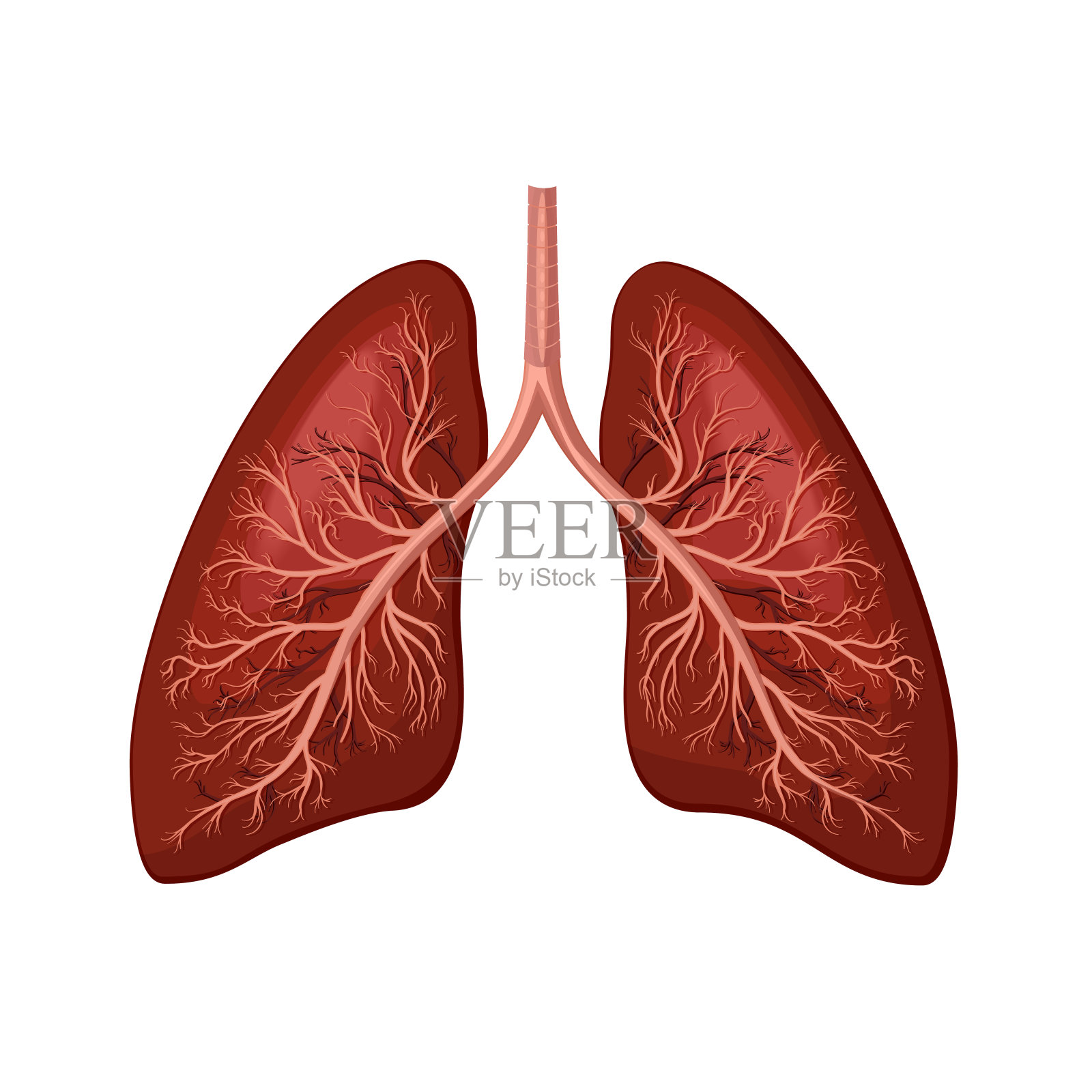 肺图标说明插画图片素材