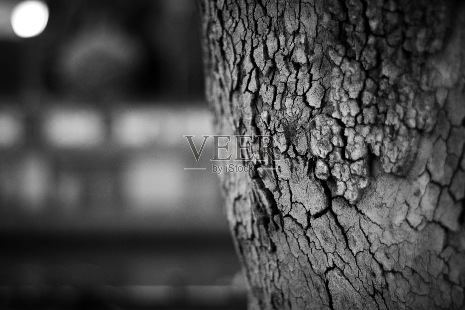 黑白树照片摄影图片