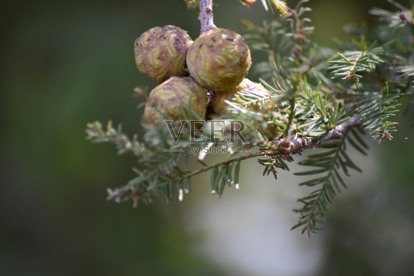 在带针的绿色树枝上的秃柏树种子荚照片摄影图片