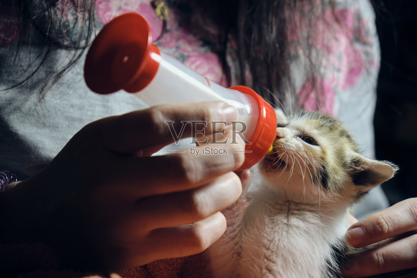 喂养一只小猫照片摄影图片