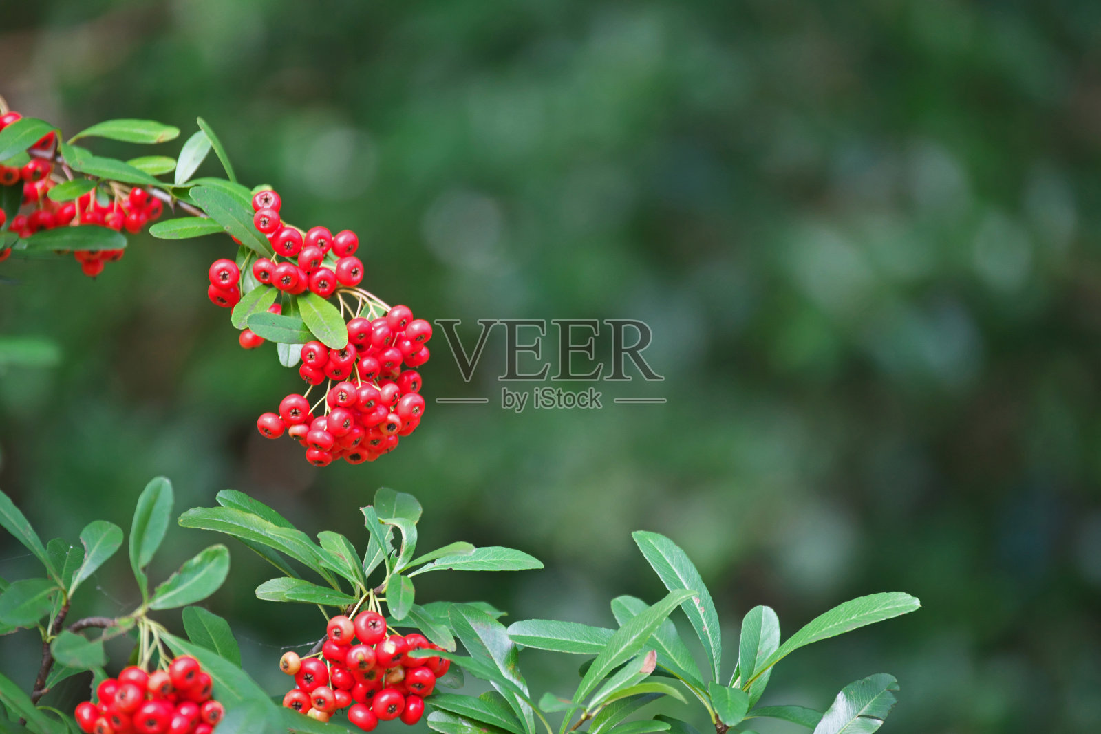 火棘照片摄影图片