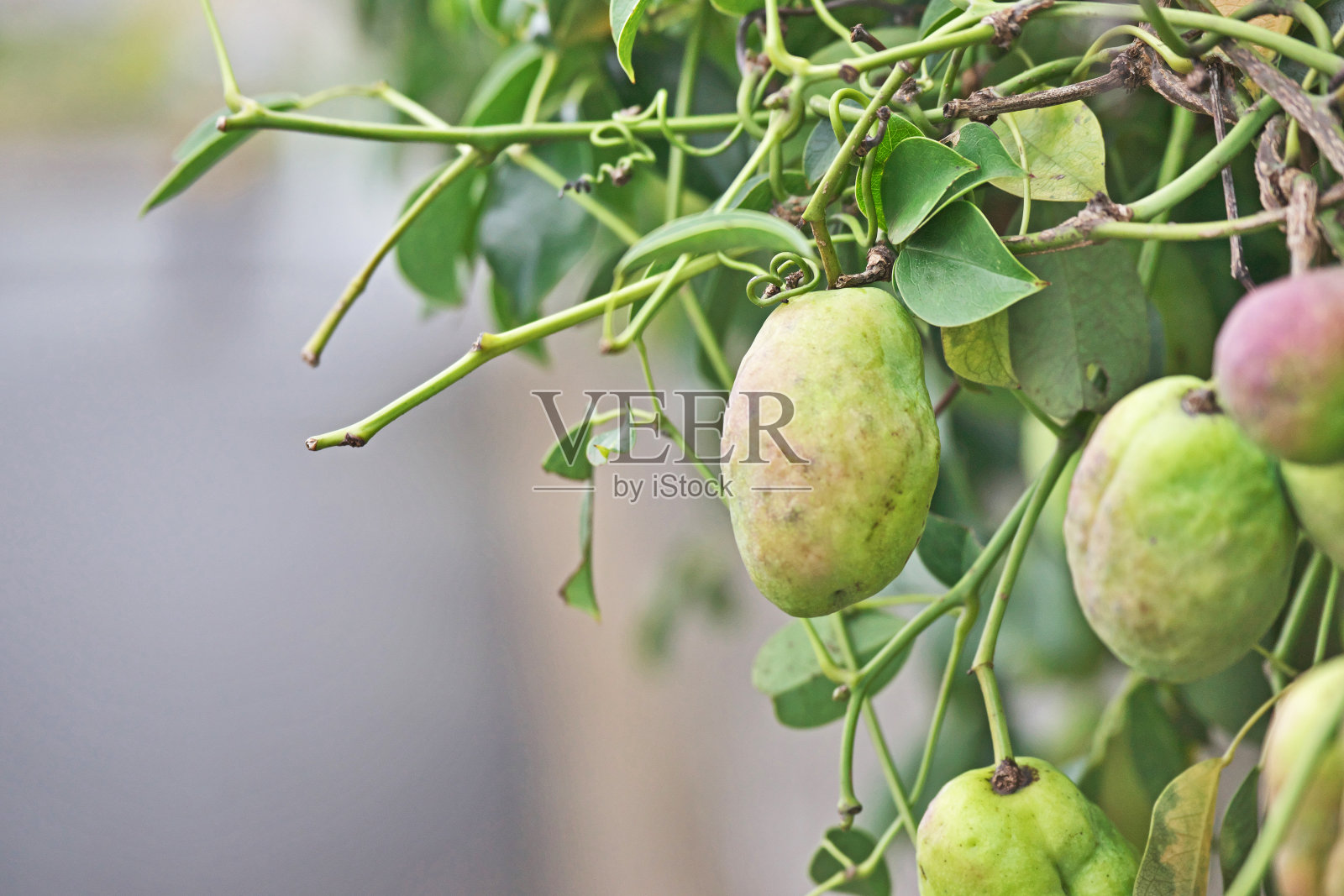 瓜馥木照片摄影图片