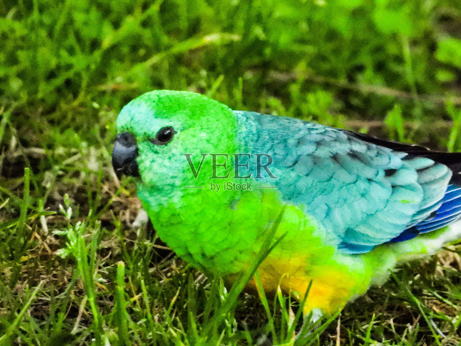 本迪戈,维多利亚,澳大利亚照片摄影图片