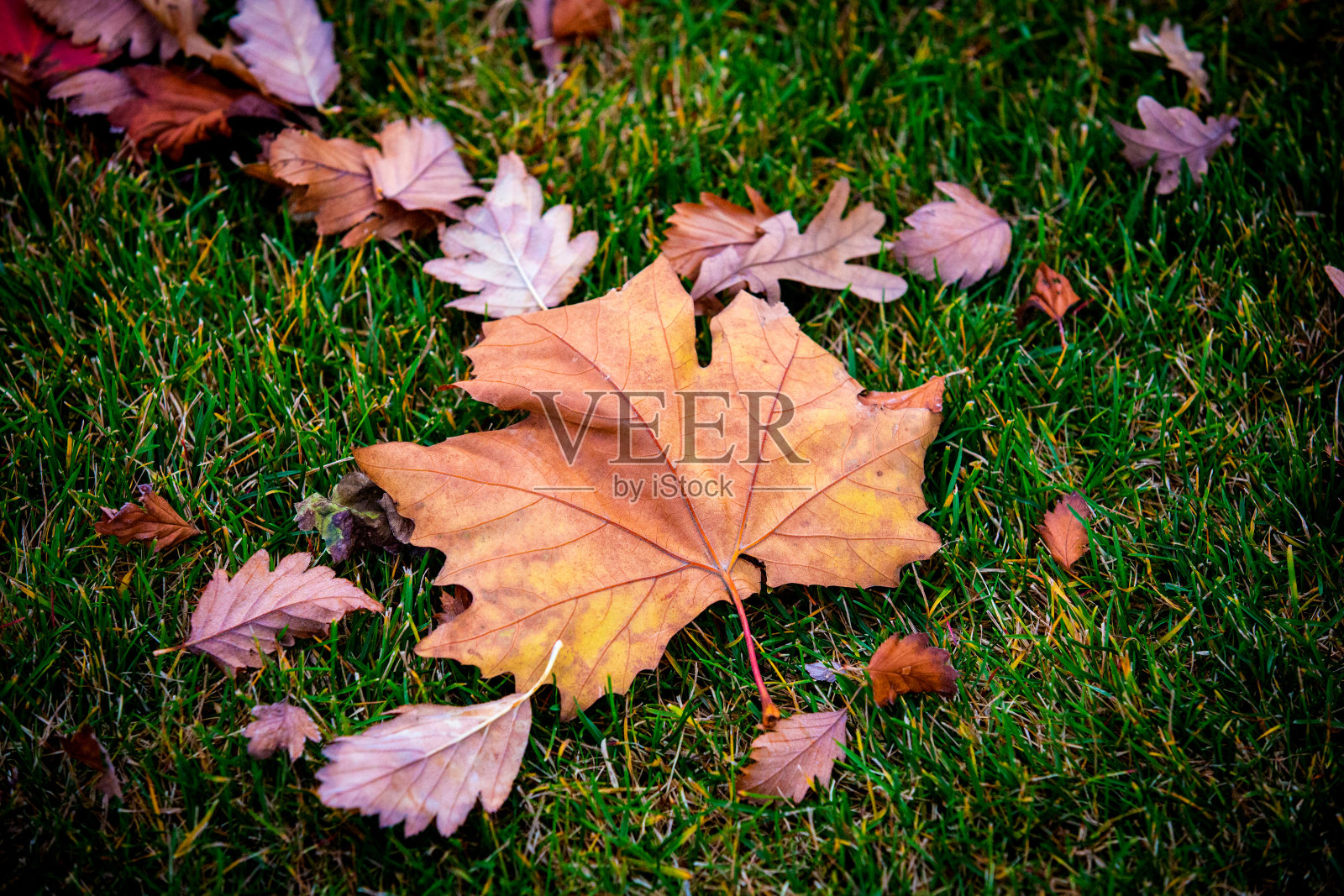 摘干秋叶照片摄影图片