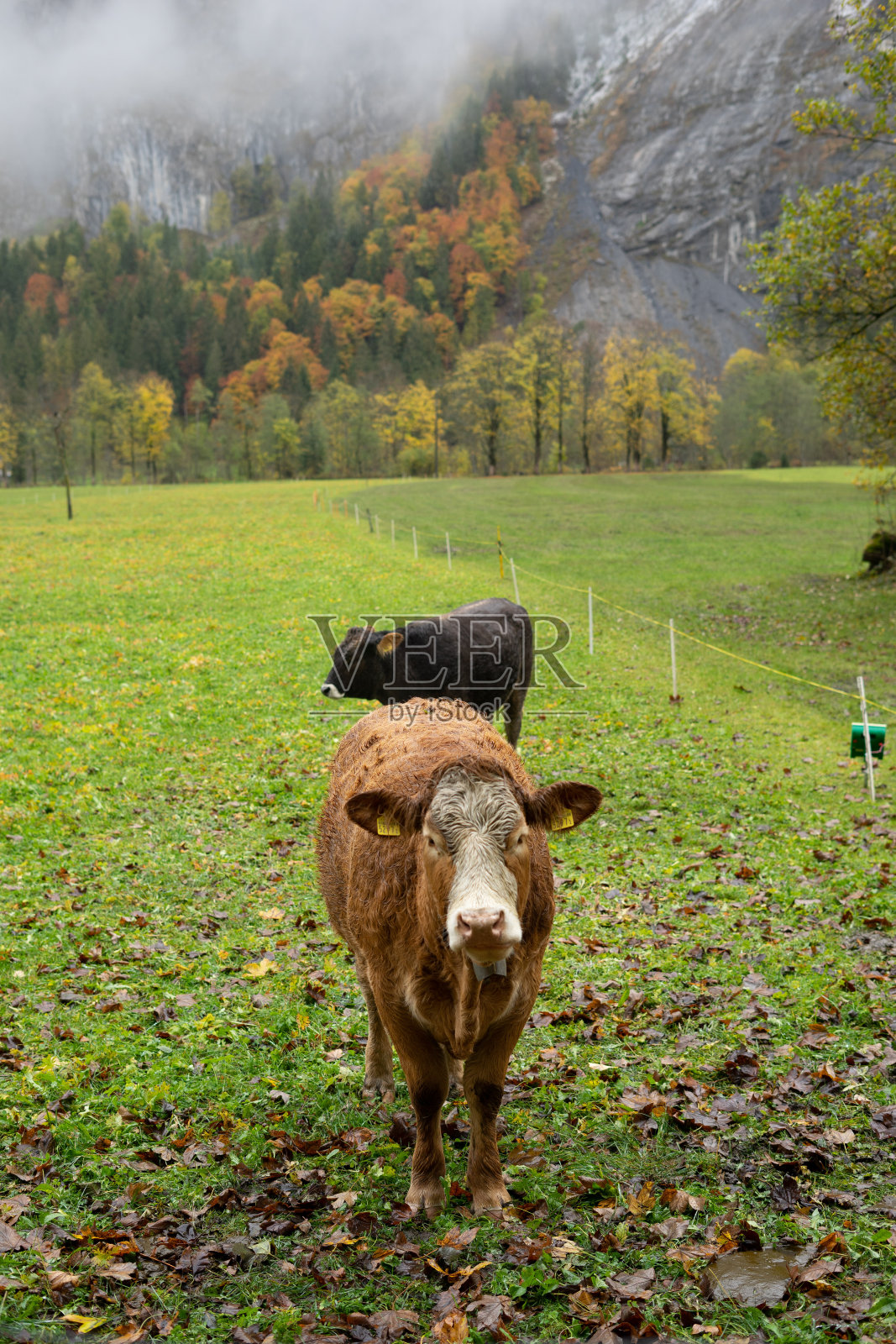 Lauterbrunnen的瑞士牛照片摄影图片