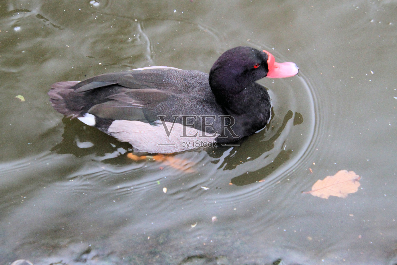 一只鸭子的景象照片摄影图片