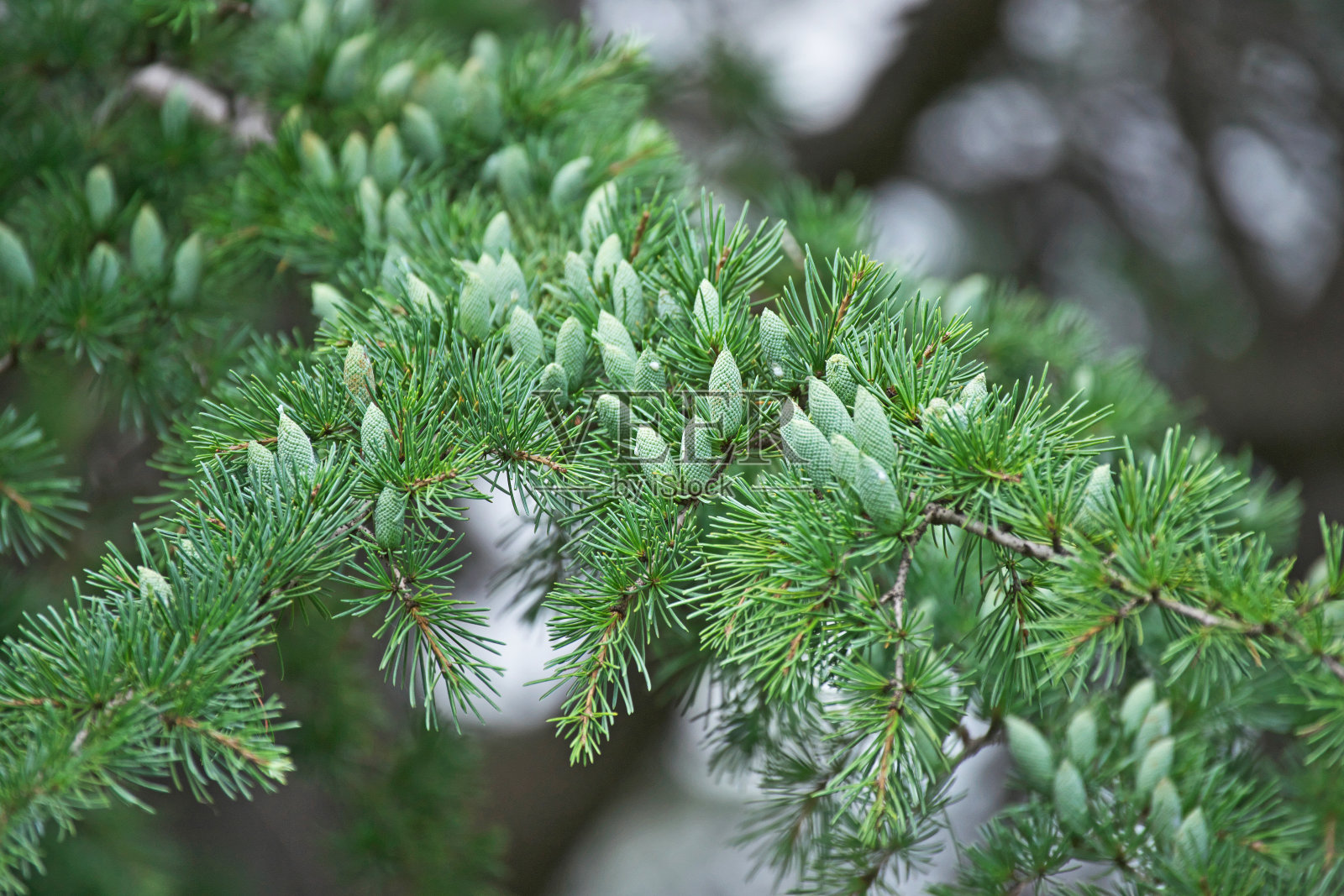 Deodara海鸥照片摄影图片