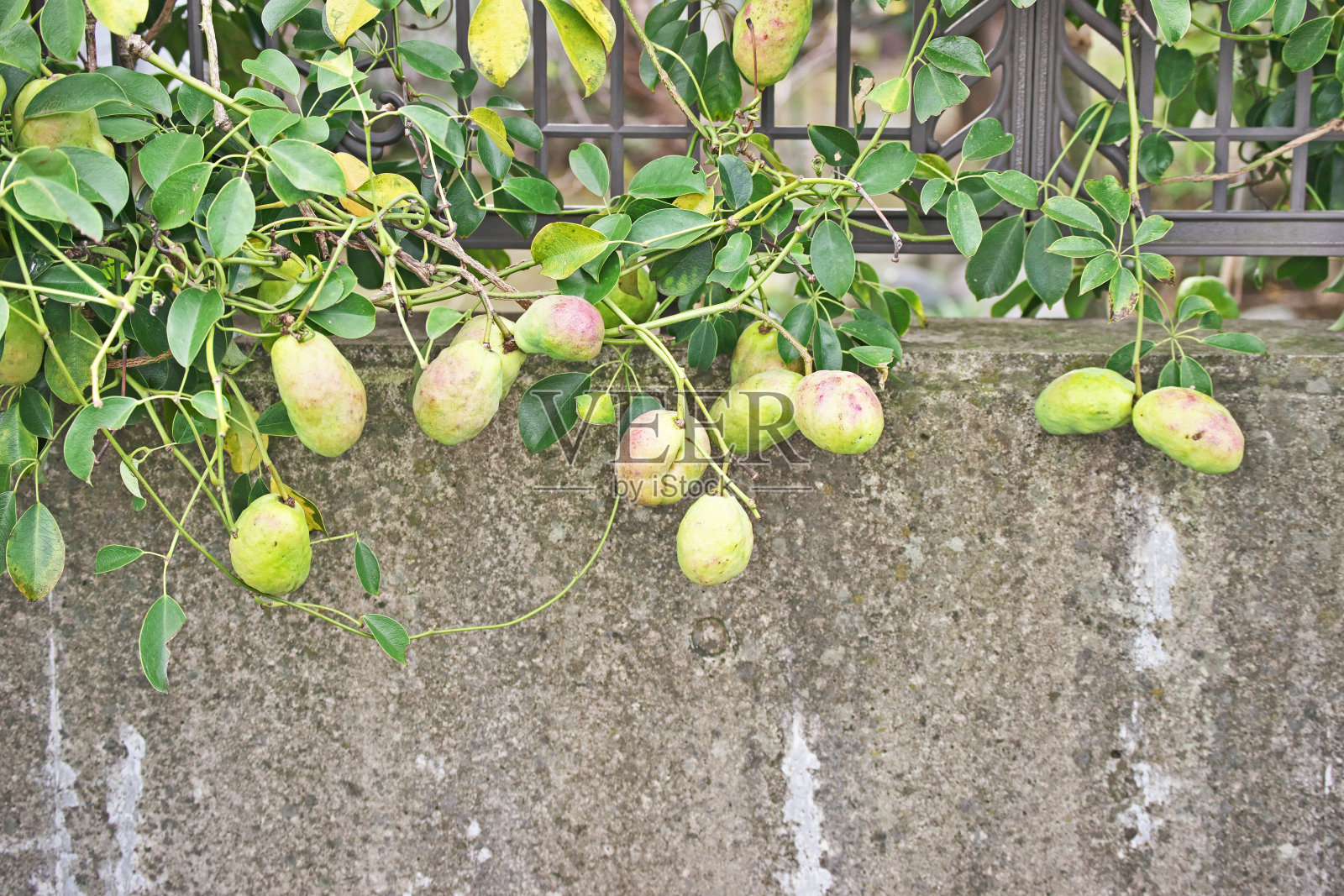 瓜馥木照片摄影图片