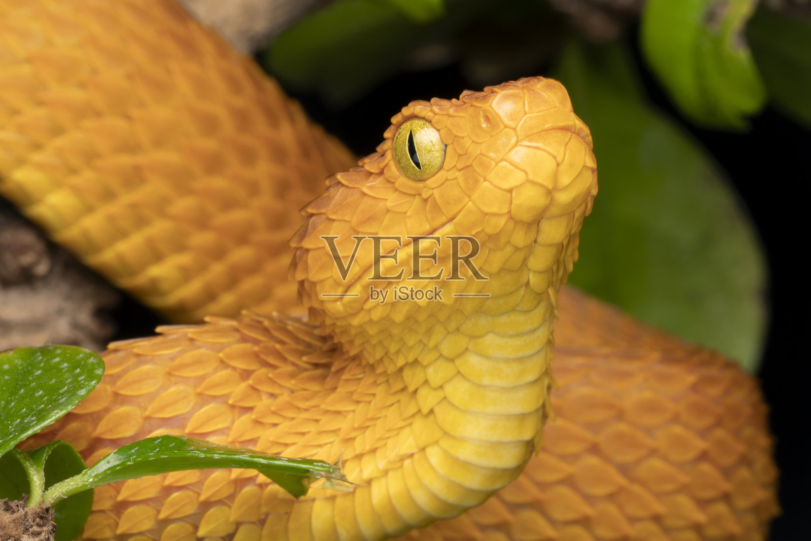 树丛毒蛇(鳞状Atheris squamigera)雌性照片摄影图片