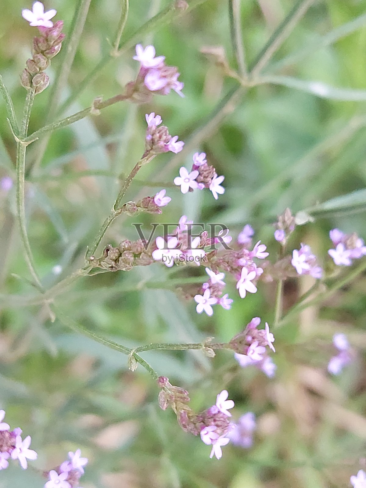 微小的优良花卉照片摄影图片