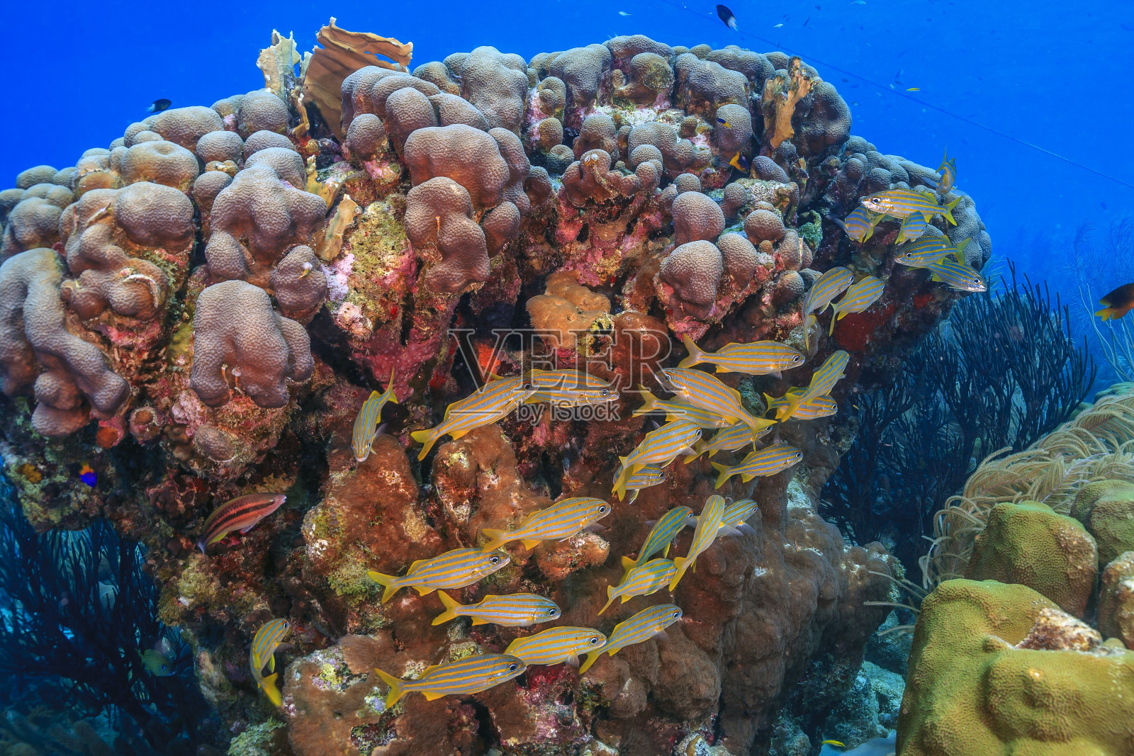 加勒比珊瑚花园照片摄影图片