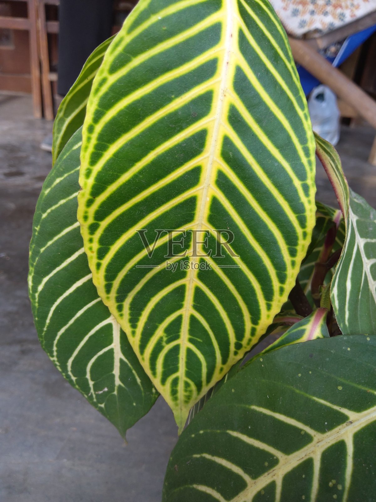 观赏sanchezia植物照片摄影图片