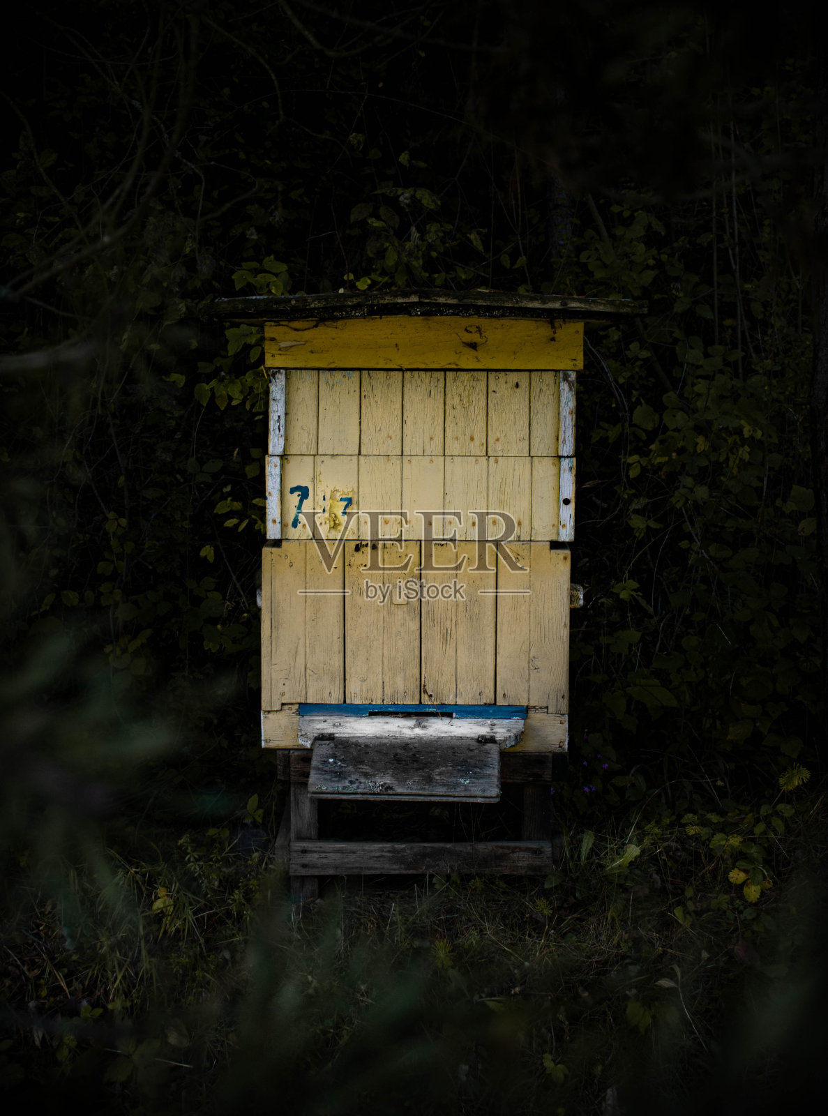 蜂巢照片摄影图片