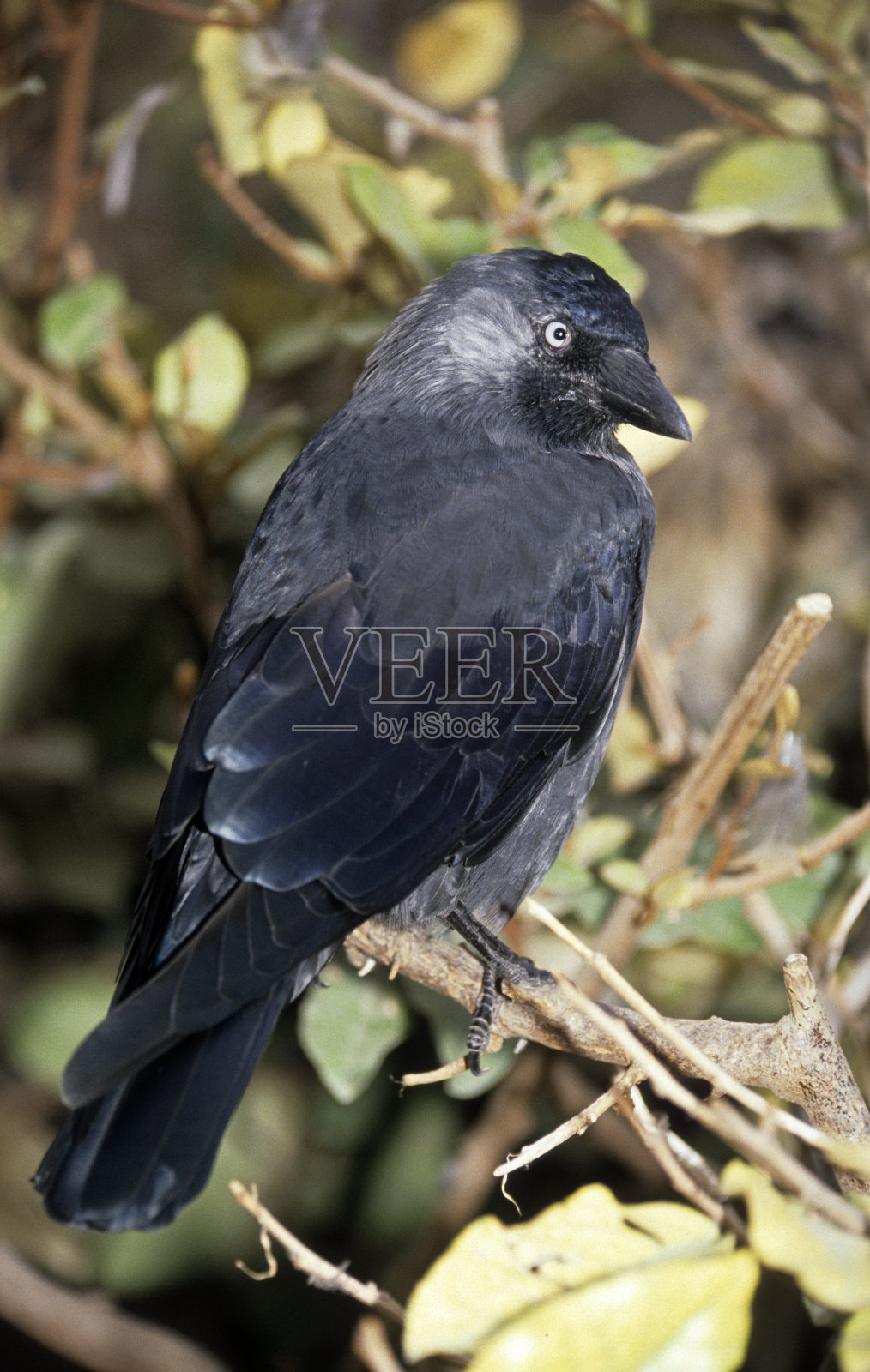 寒鸦照片摄影图片