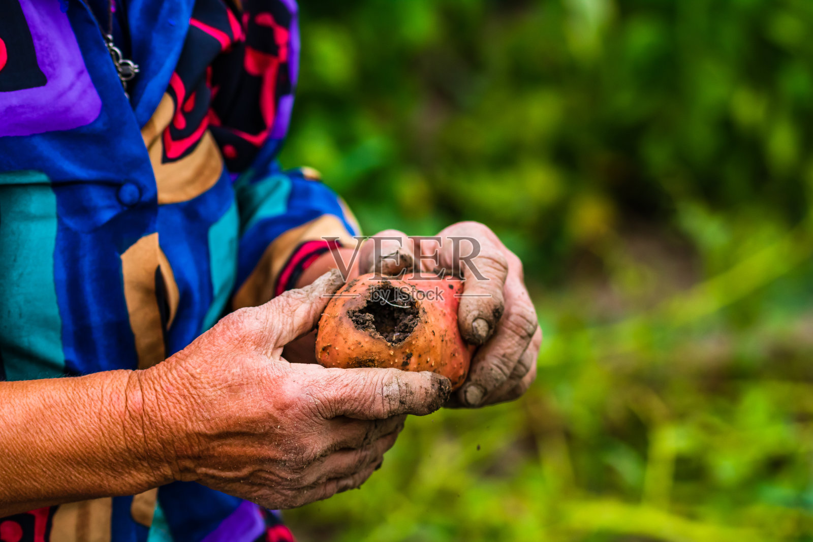 肮脏、辛劳、皱巴巴的双手捧着新鲜的有机土豆。老妇人手里拿着收获的旱损土豆。照片摄影图片