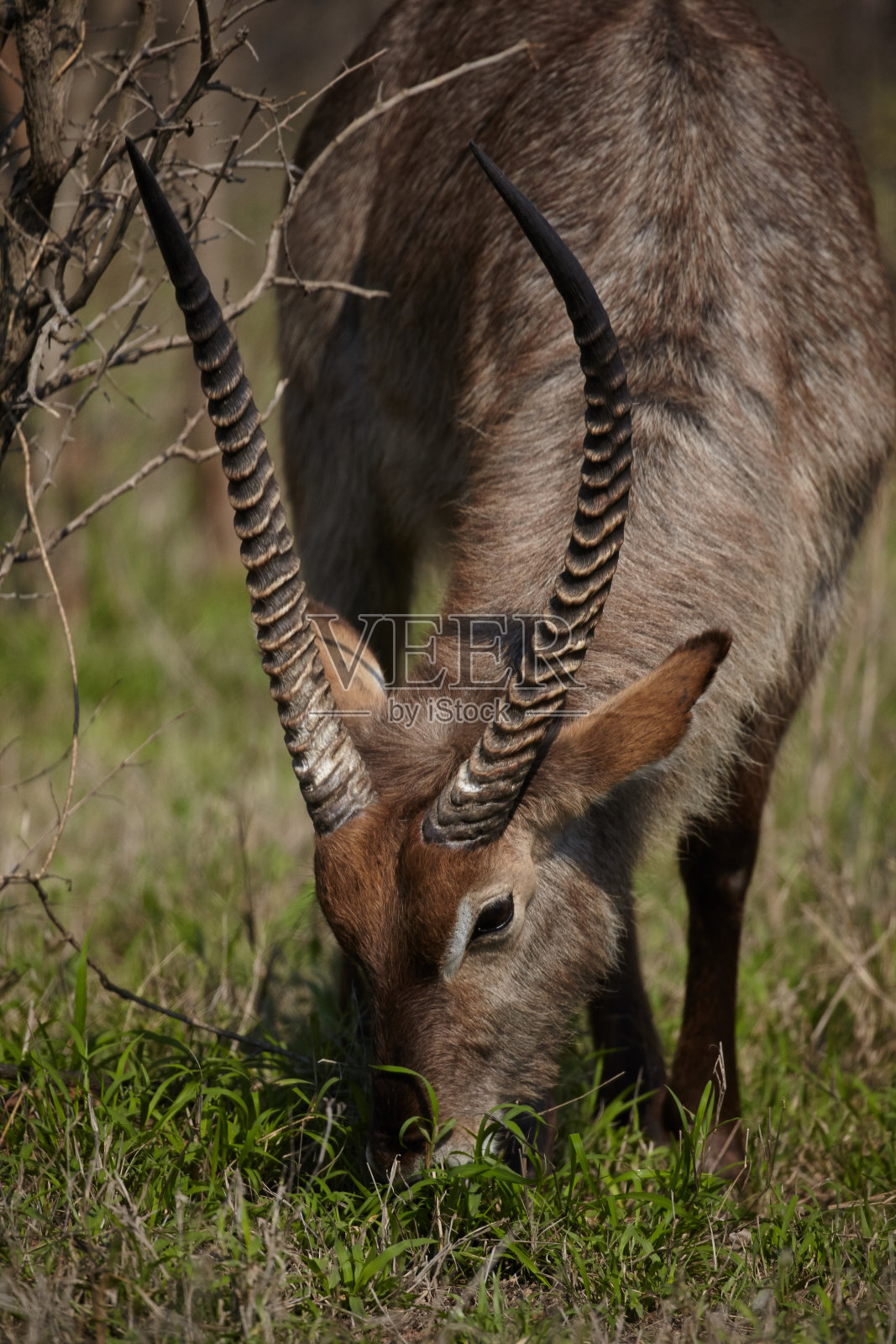 非洲大羚羊照片摄影图片