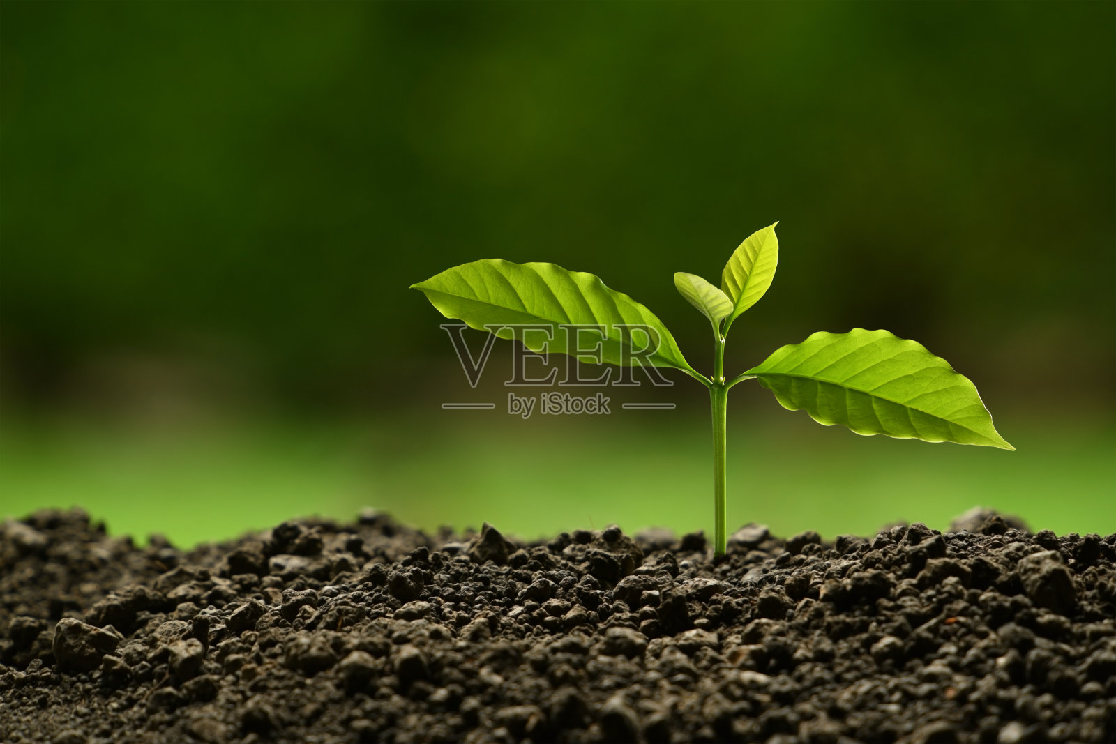 幼苗在晨光自然背景下照片摄影图片