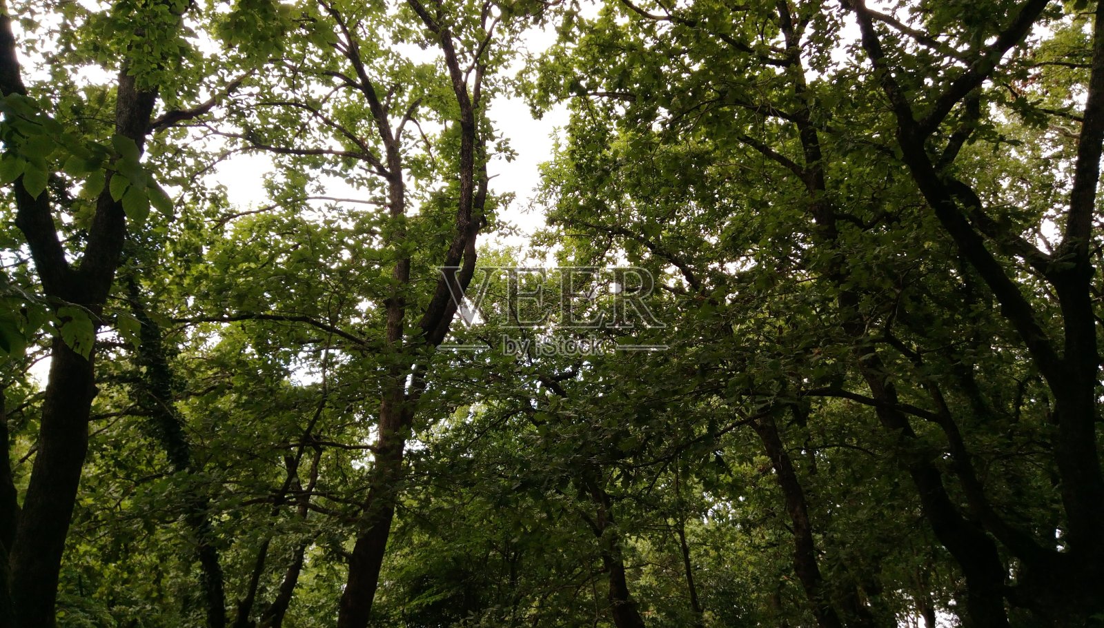 自然照片摄影图片