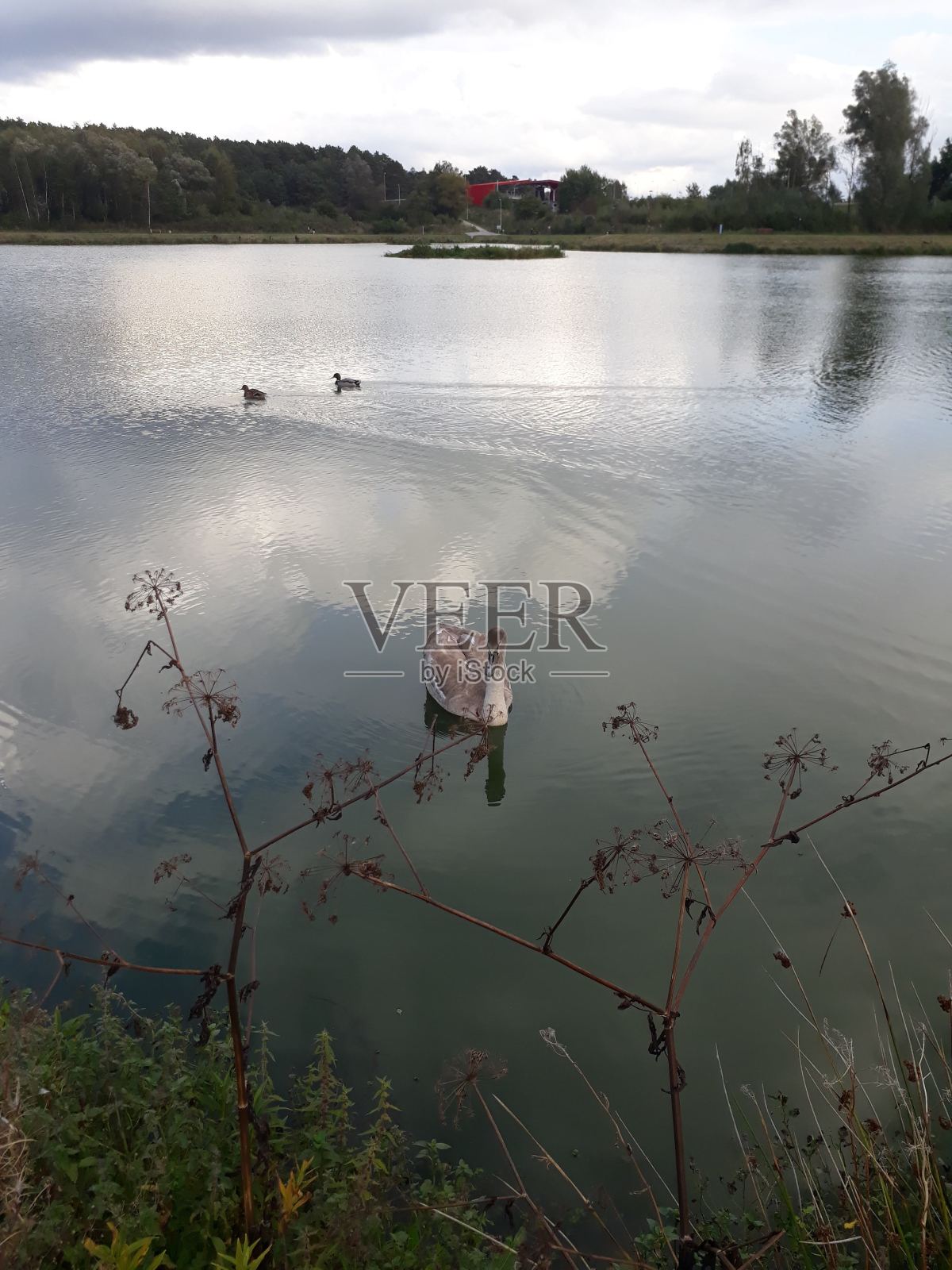 湖上的天鹅照片摄影图片