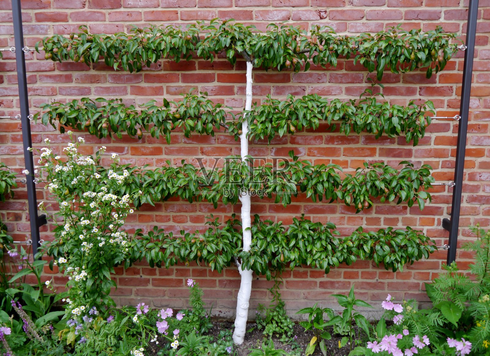 墙上挂着Spalierobst照片摄影图片