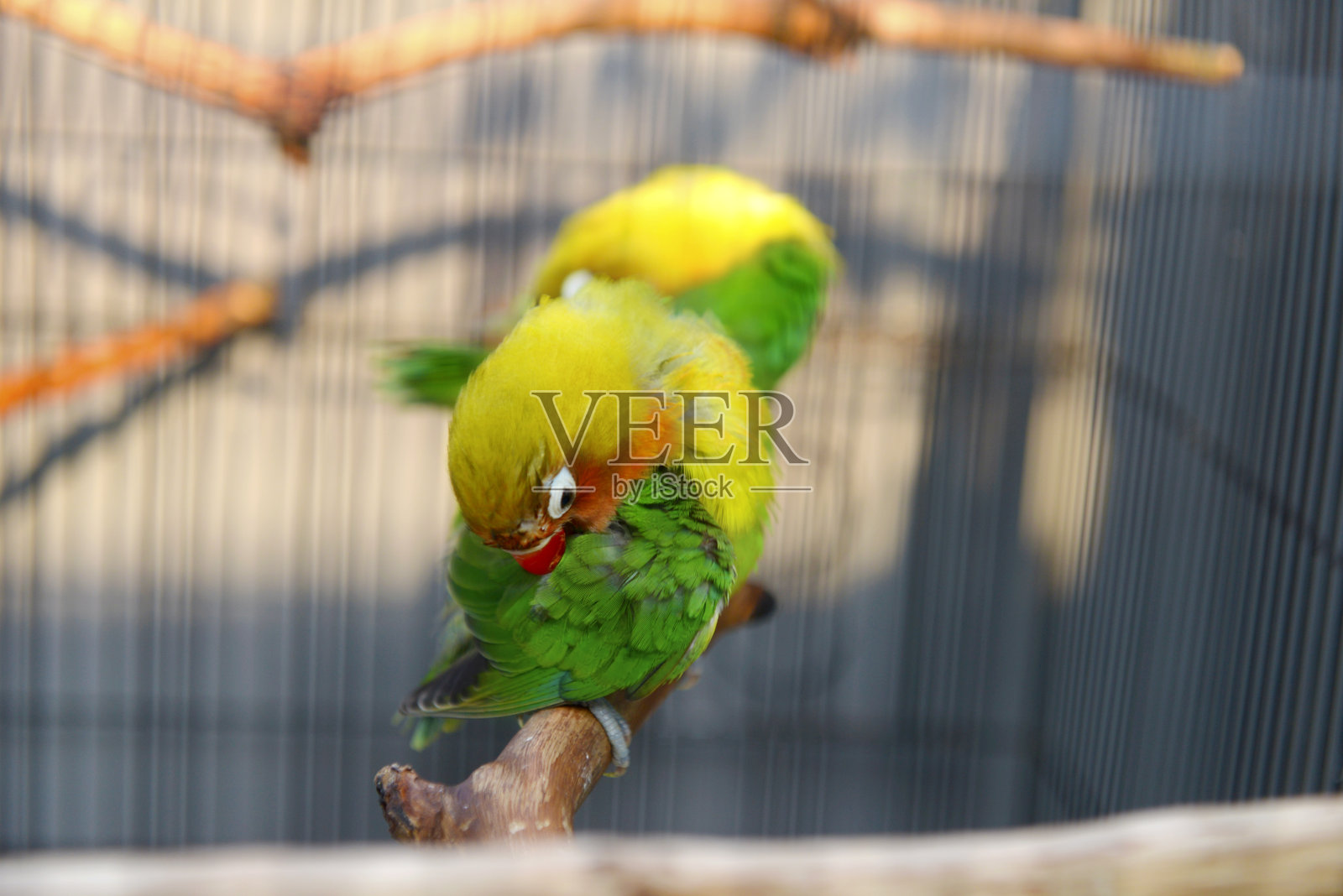 Lovebird起立照片摄影图片