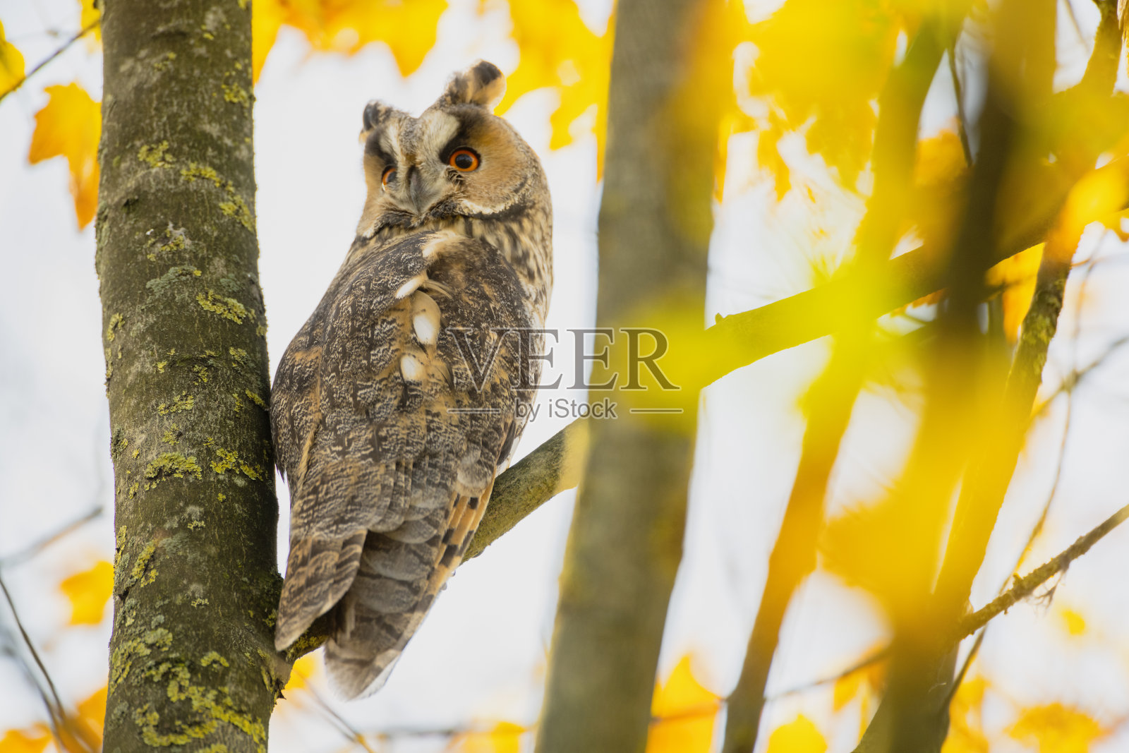 秋天的一天，长耳猫头鹰(Asio otus)高高地坐在有黄色叶子的树上。照片摄影图片