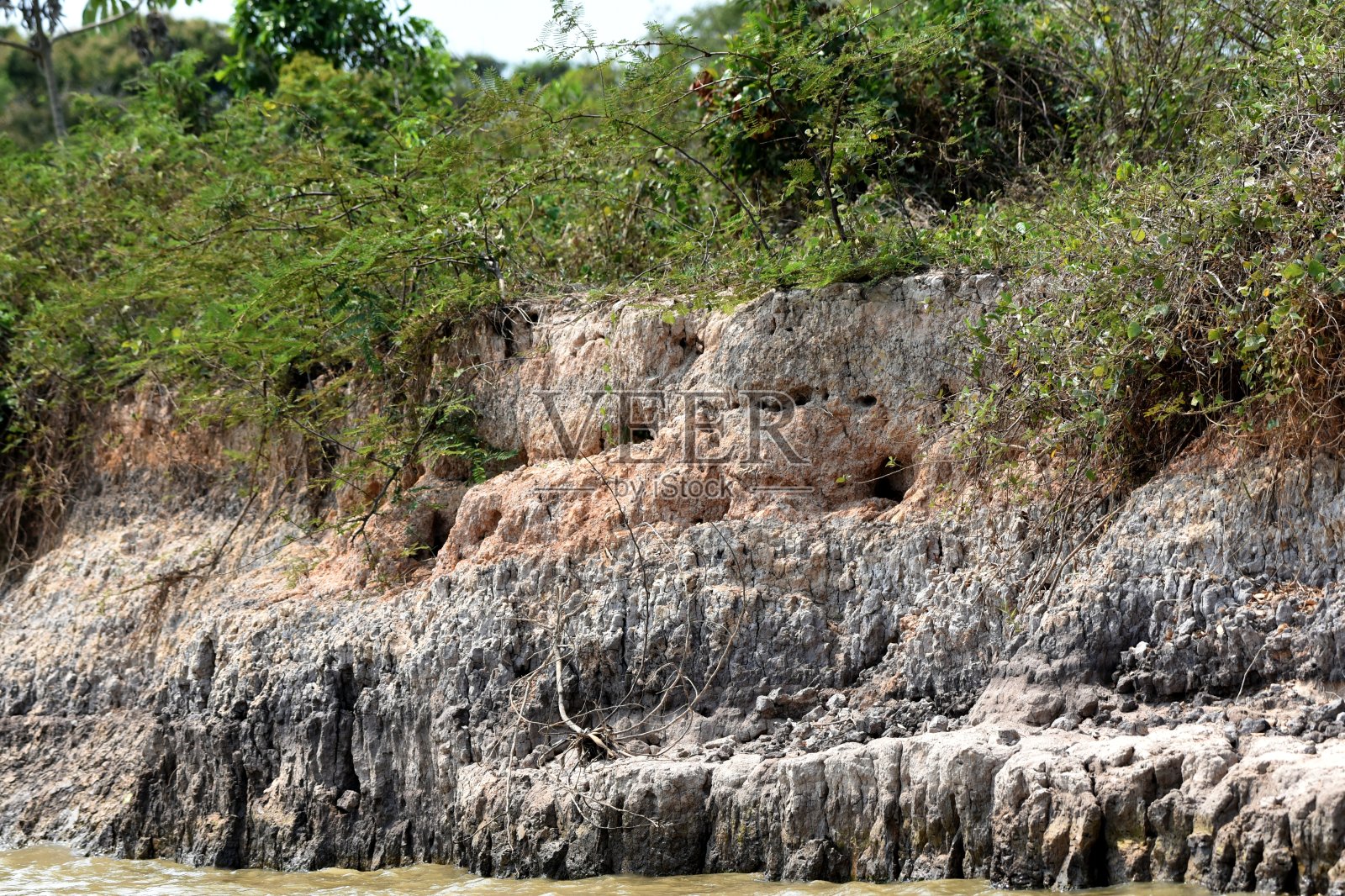 黄色的水蟒领土照片摄影图片