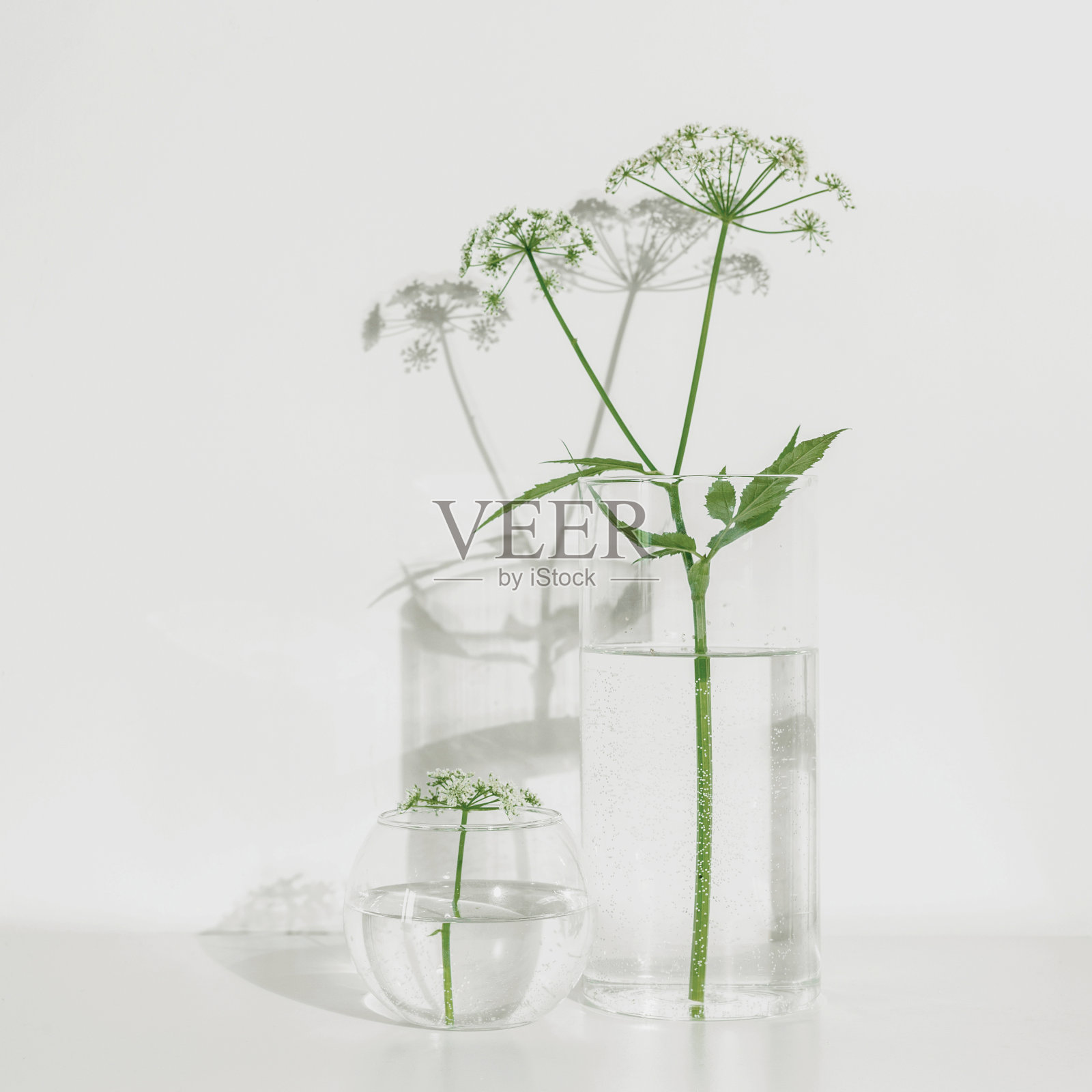 白底玻璃花瓶上的花。简约的组合照片摄影图片