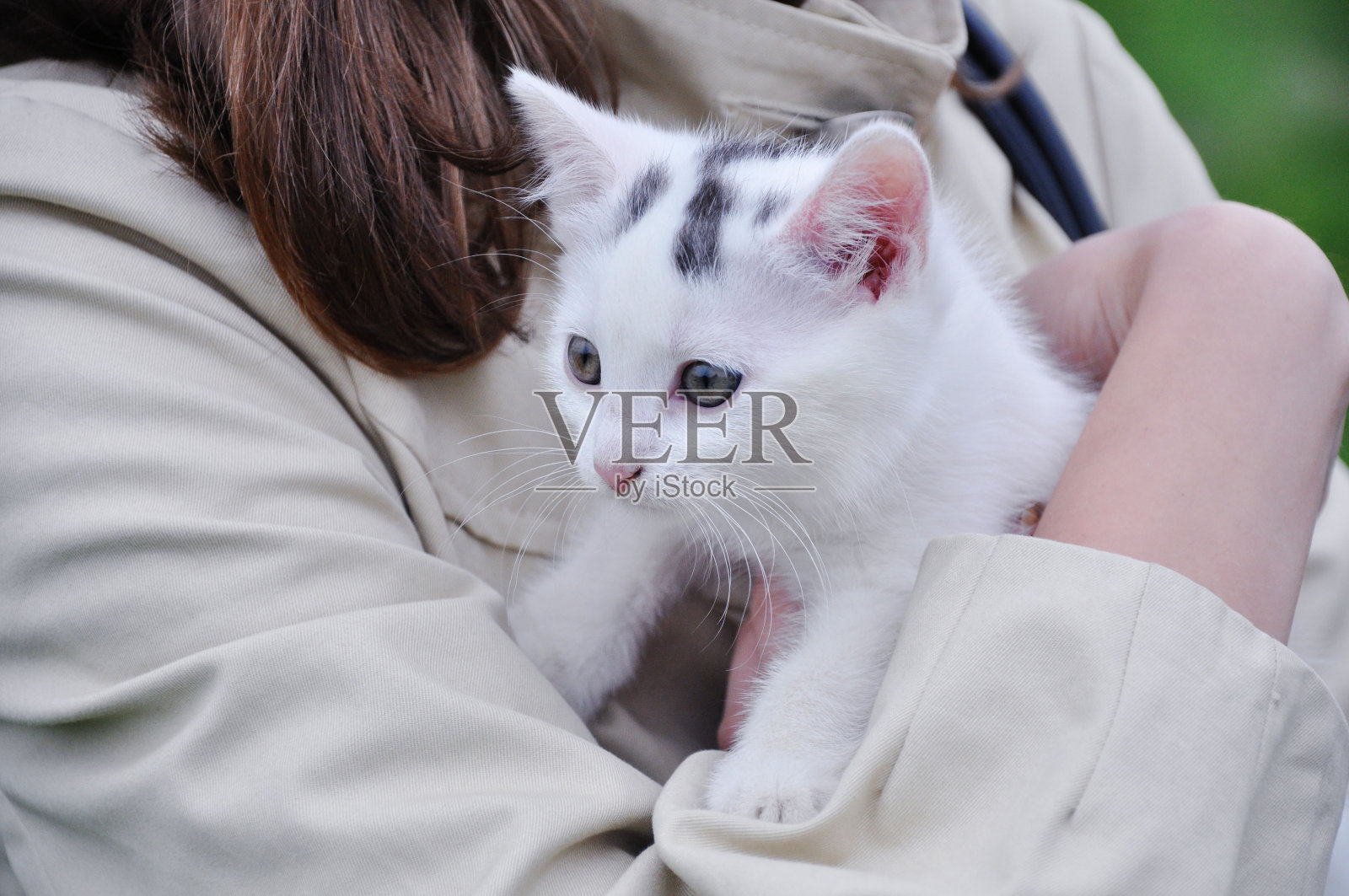 可爱的猫照片摄影图片