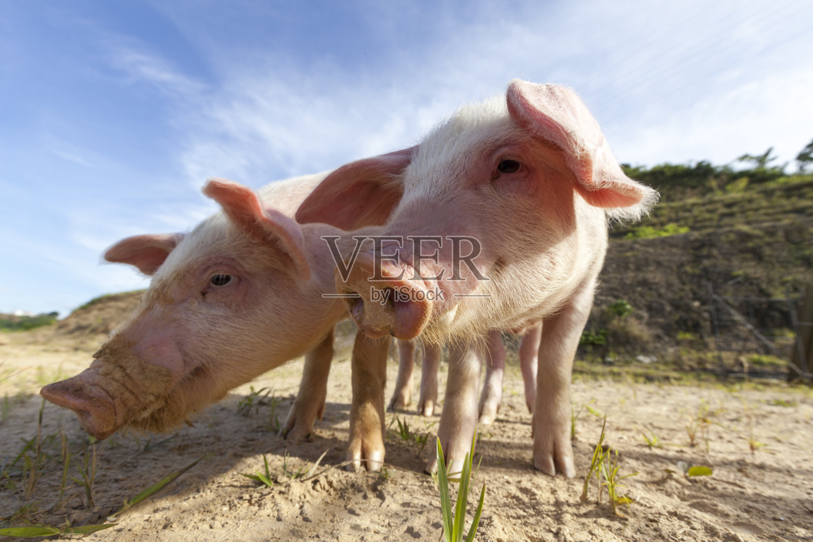 小猪照片摄影图片