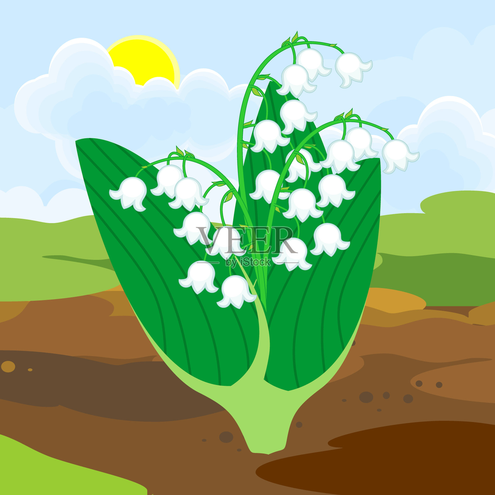 盛开的百合山谷植物，白色的花和绿色的叶子从地面上生长在春天的景观背景插画图片素材