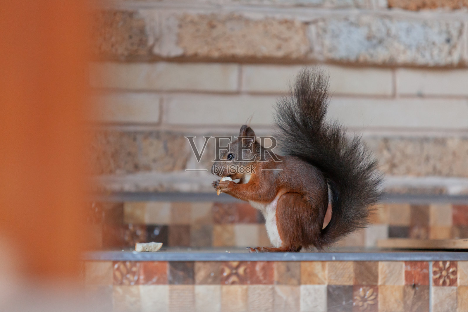 红松鼠坐在墙前吃面包照片摄影图片