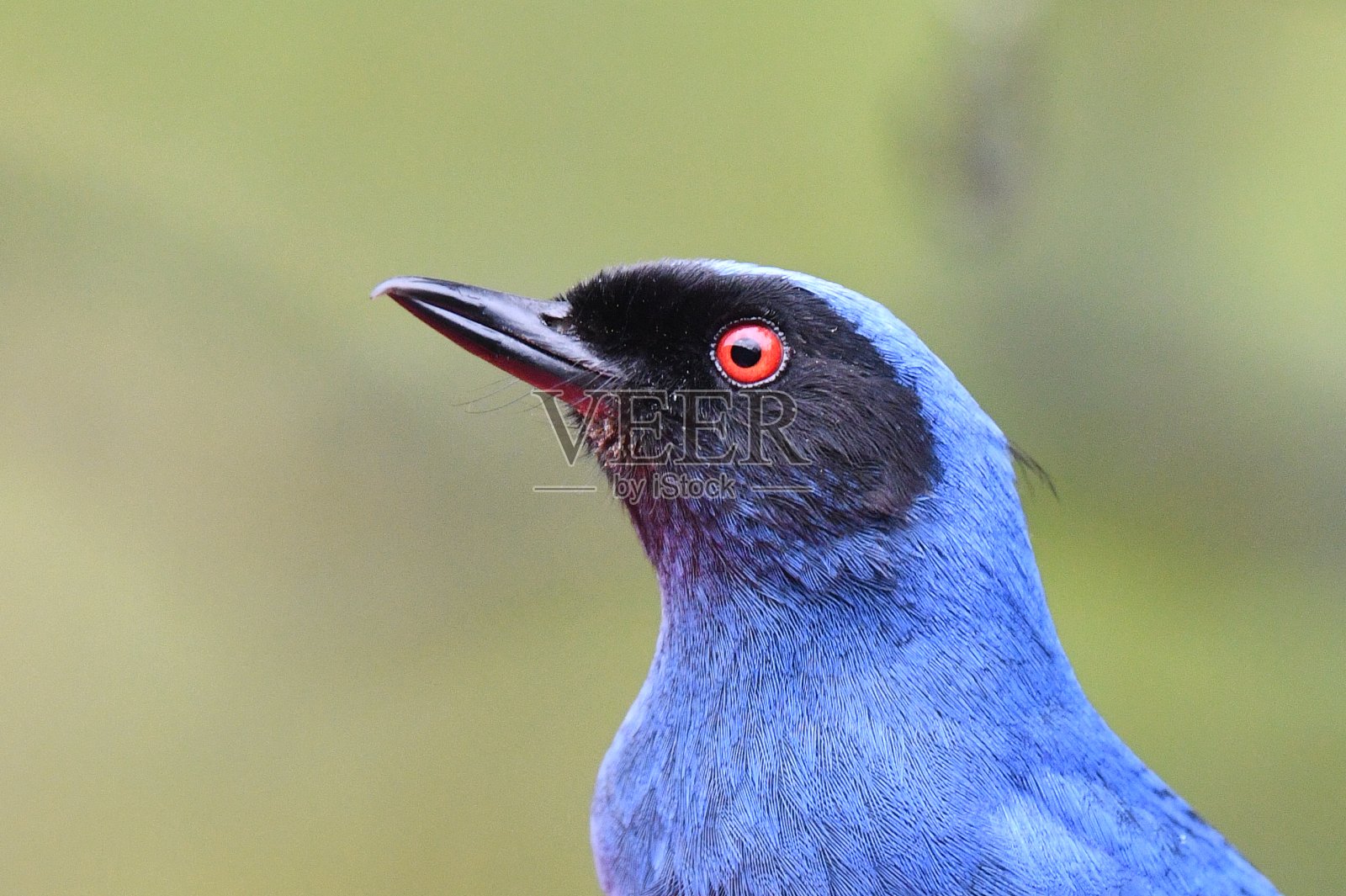 蒙面花刺照片摄影图片