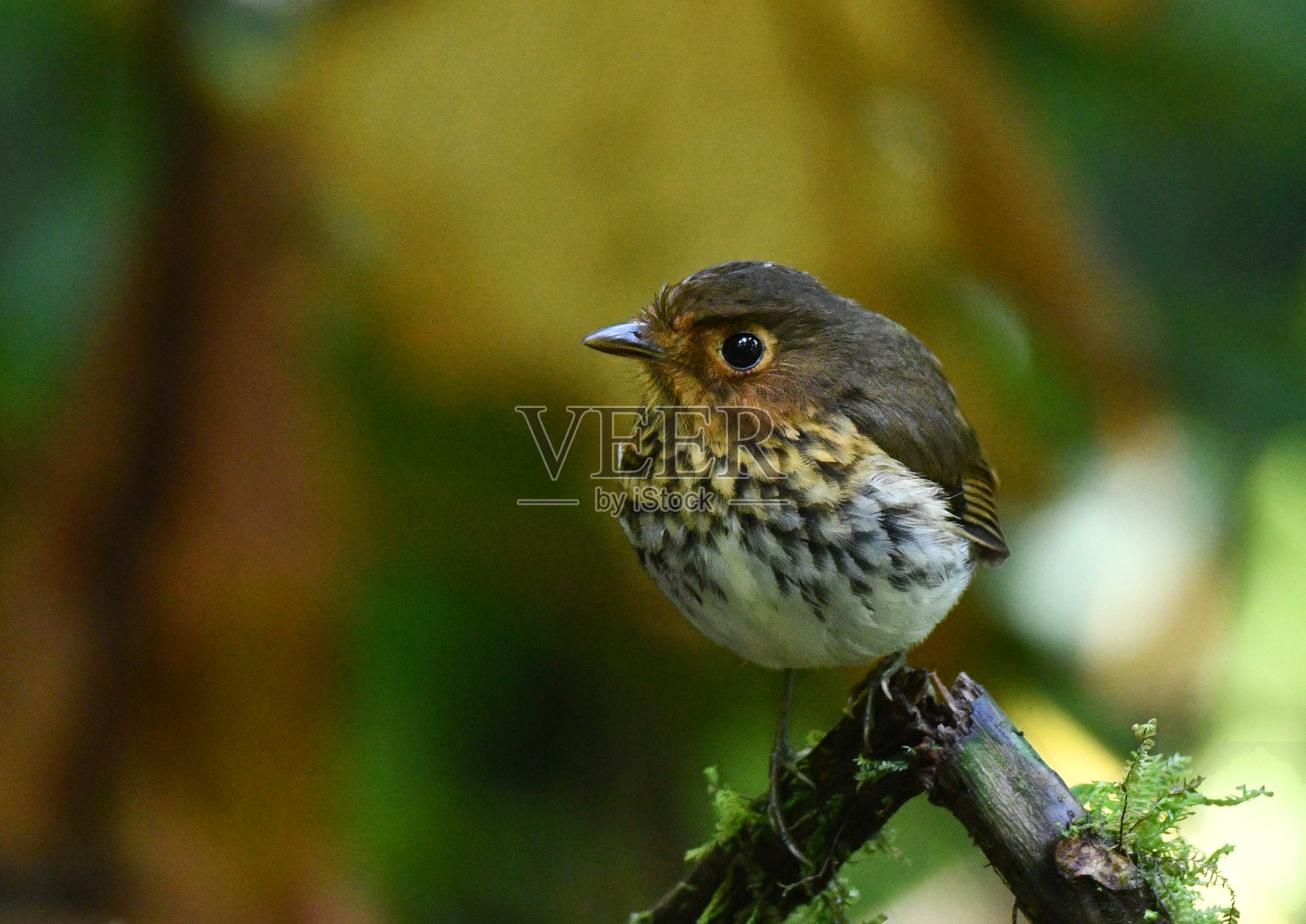来自厄瓜多尔的野生动物和自然图片，赭色乳房的Antpitta, Grallaricula flavrostris照片摄影图片