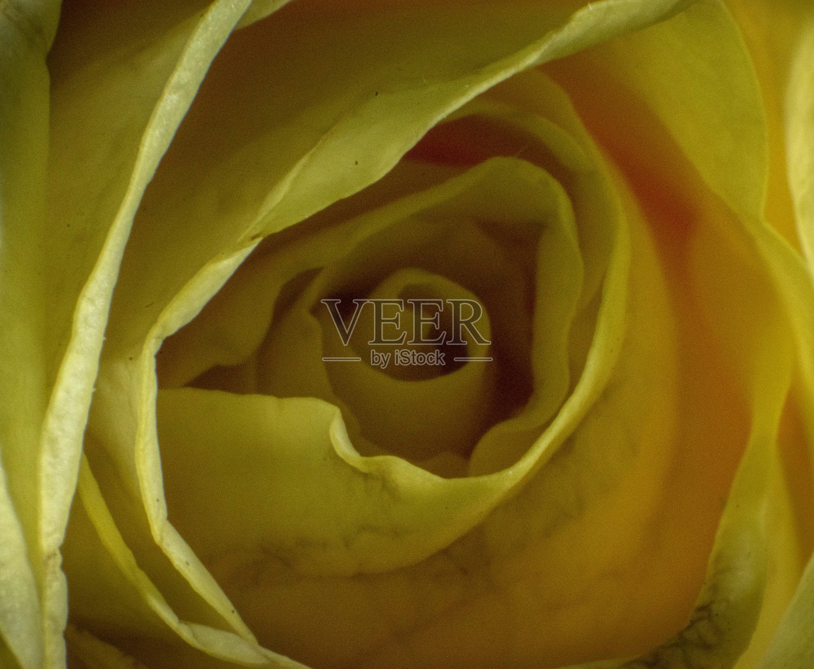 黄玫瑰照片摄影图片