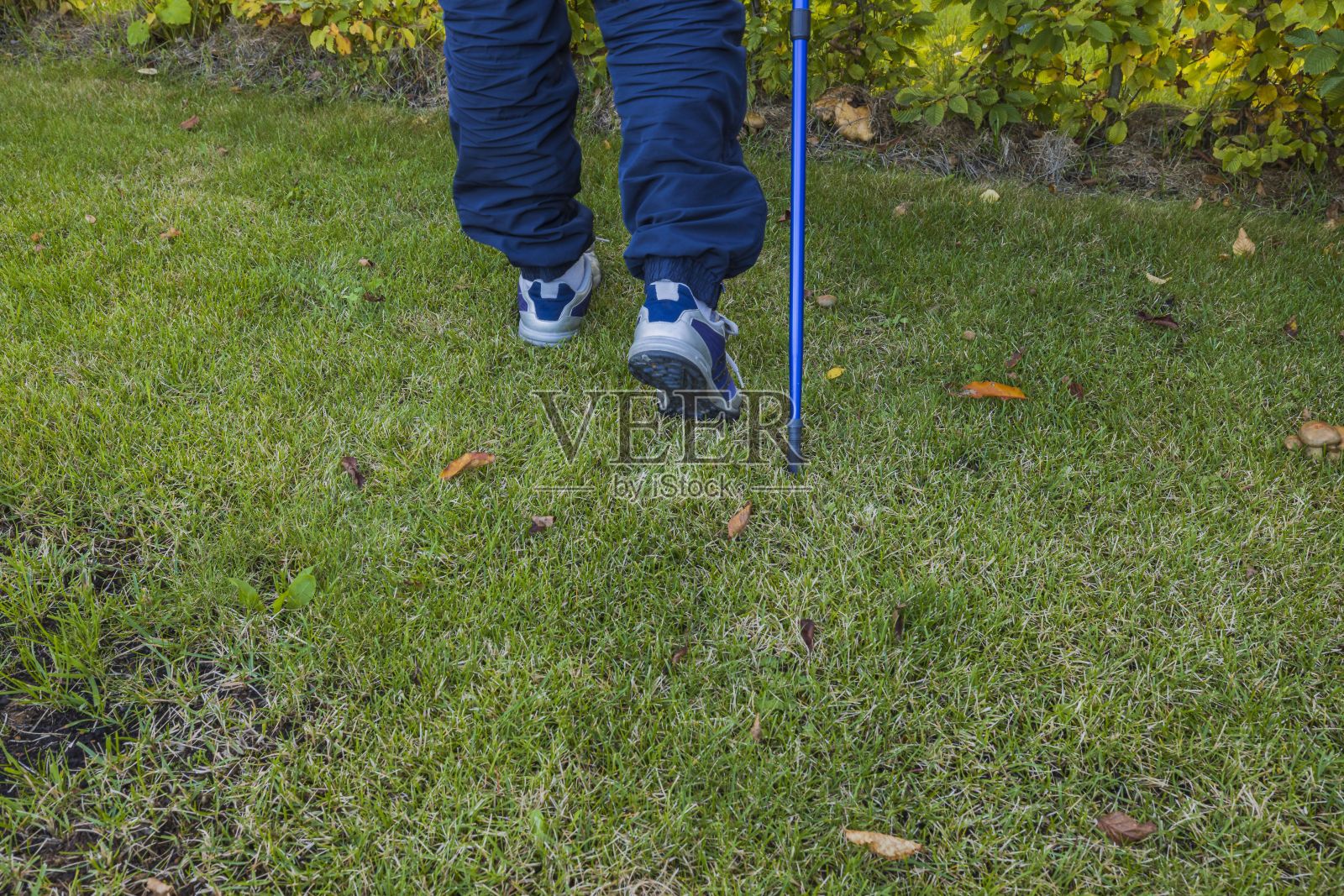 北欧人的脚与棍棒在森林中行走的观点。健康概念的背景。照片摄影图片