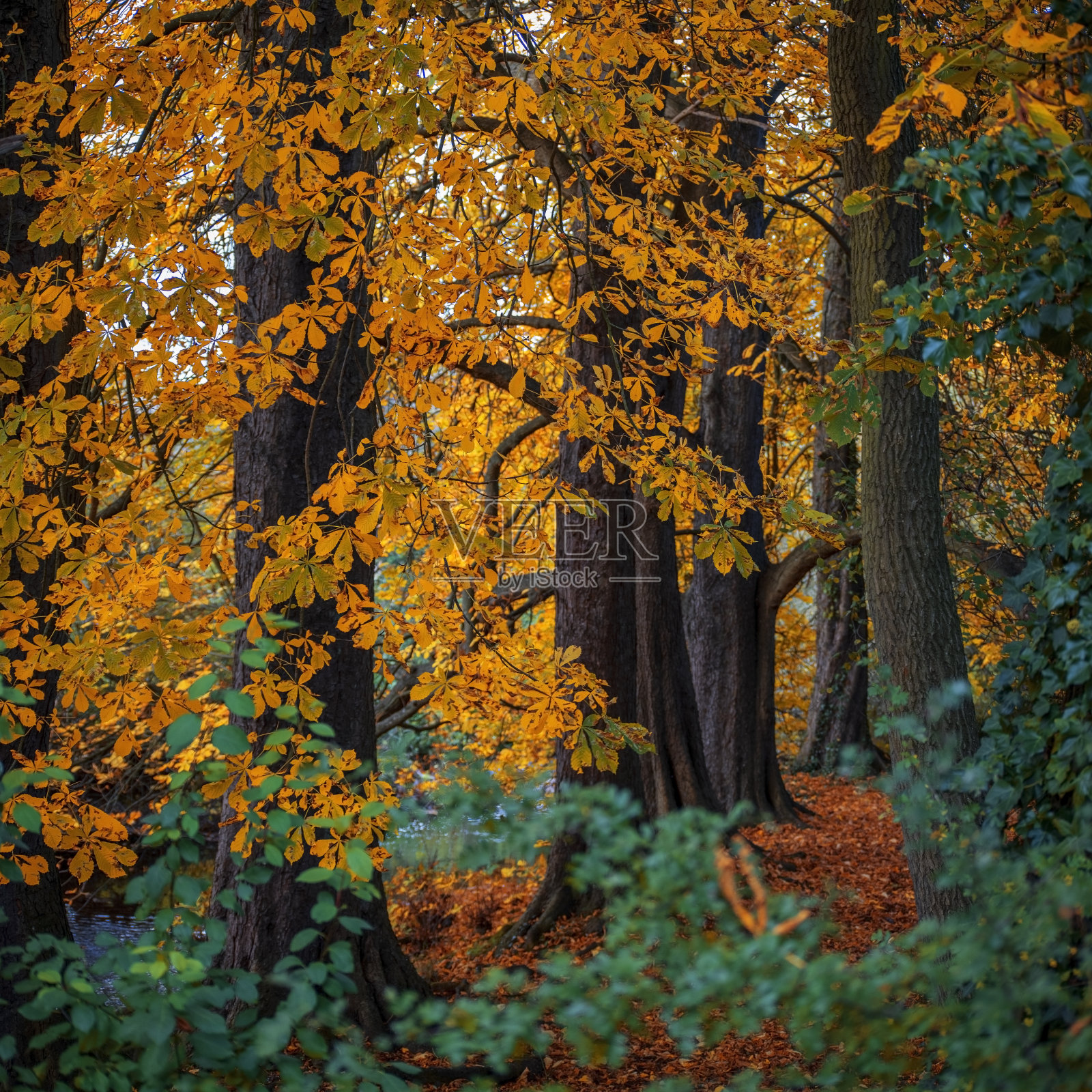 森林小径小径穿过茂密的秋天林地秋天秋天照片摄影图片