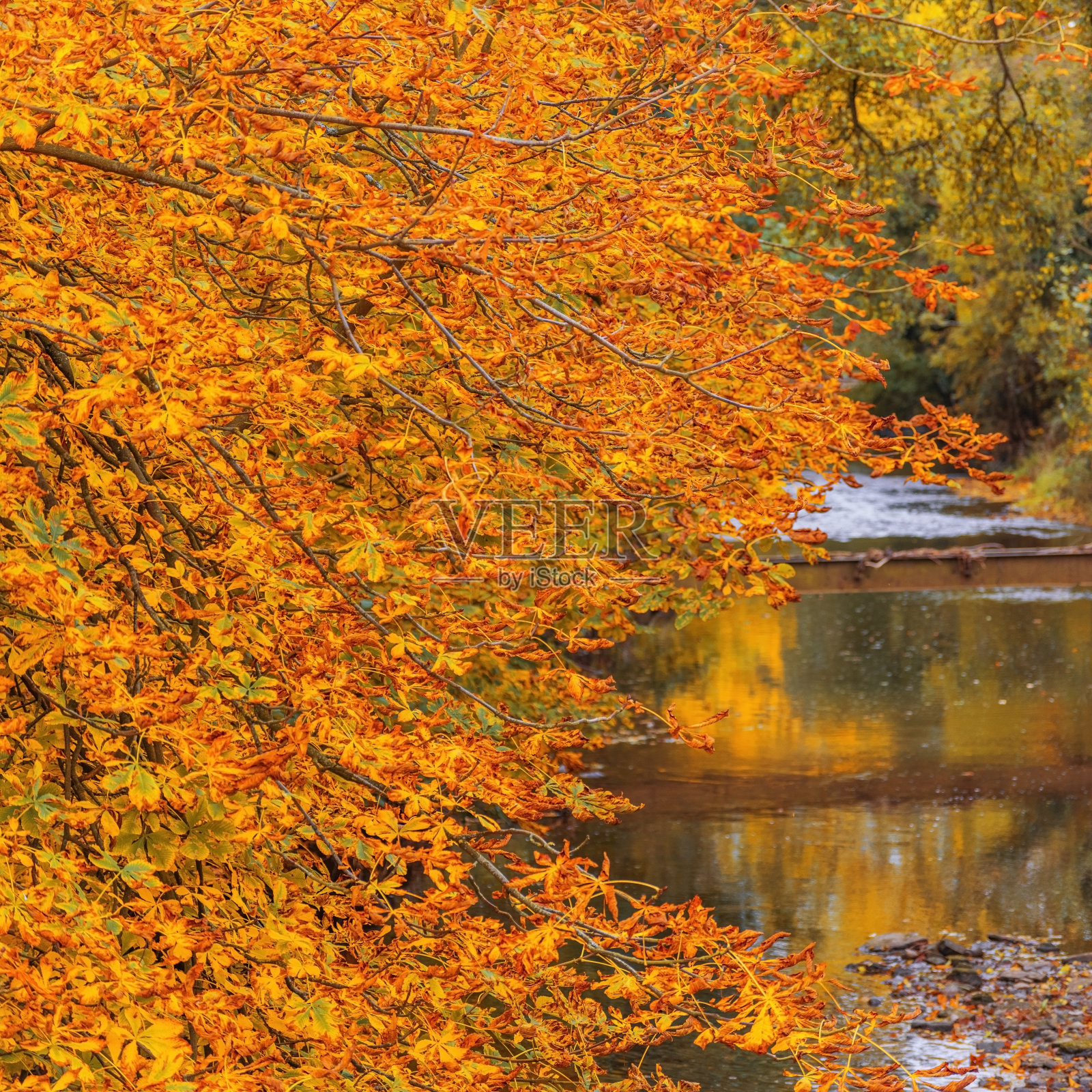 森林小径小径通过茂密的秋天林地秋天照片摄影图片