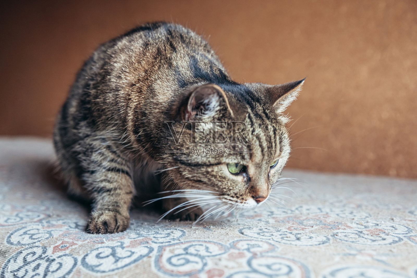 滑稽肖像傲慢的短毛家虎斑猫在家里放松。小猫是可爱的家庭成员，在室内玩耍。宠物保健和动物概念照片摄影图片
