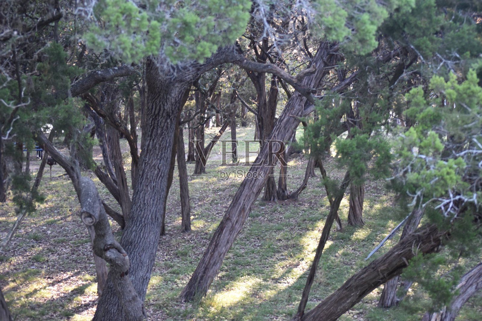 德克萨斯峡谷湖的宁静林地照片摄影图片