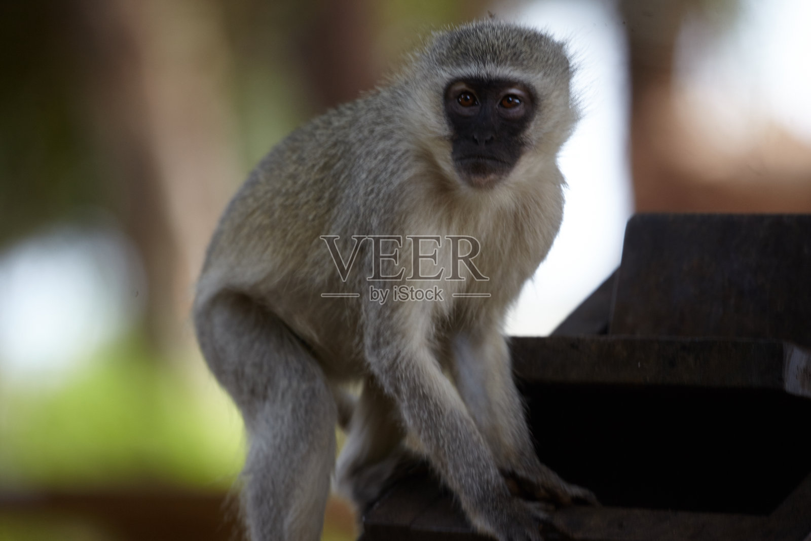 猴子的生活照片摄影图片