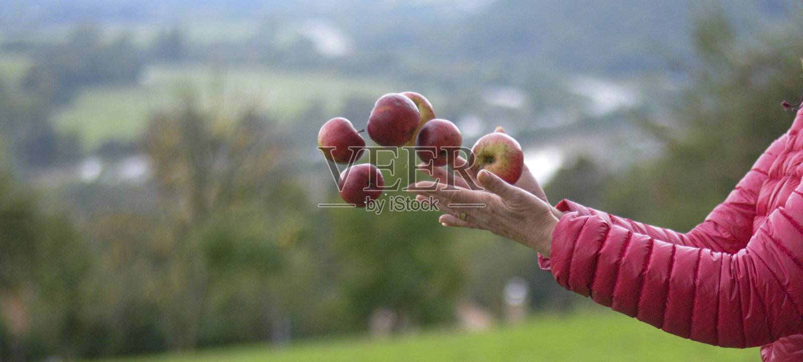 女性的手向空中扔红苹果。照片摄影图片
