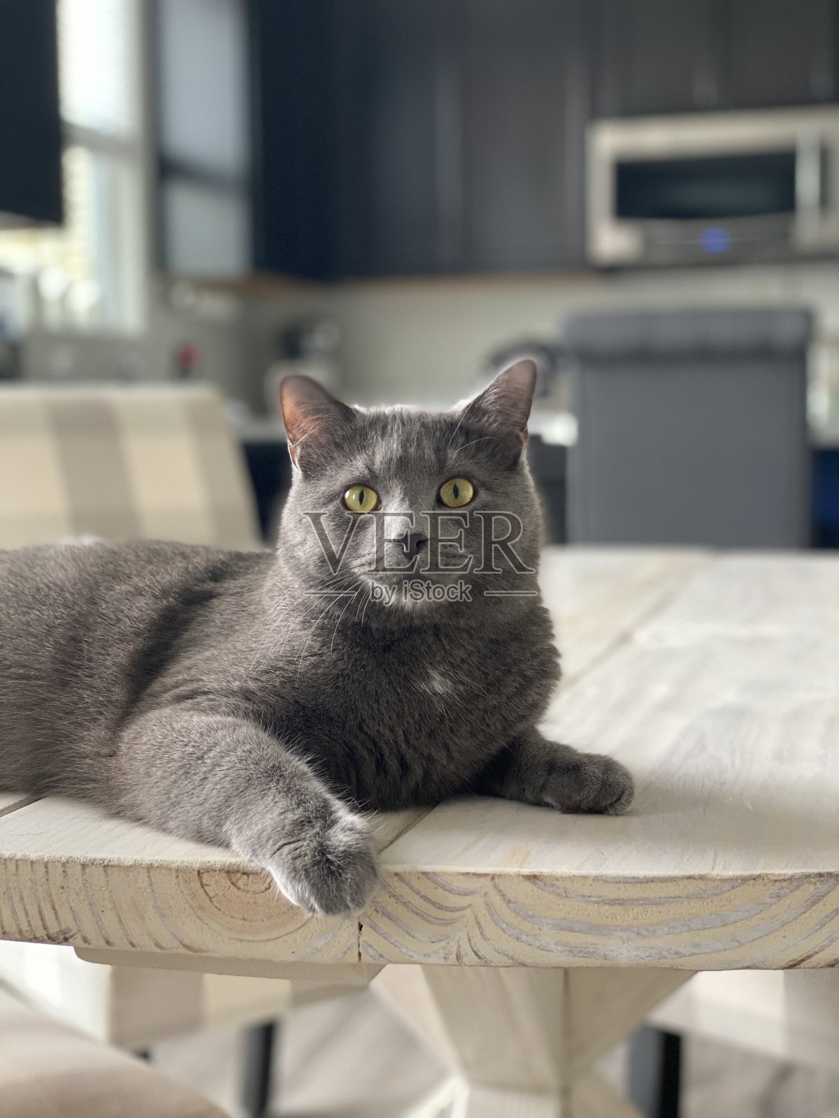 灰色的猫摆姿势照片摄影图片