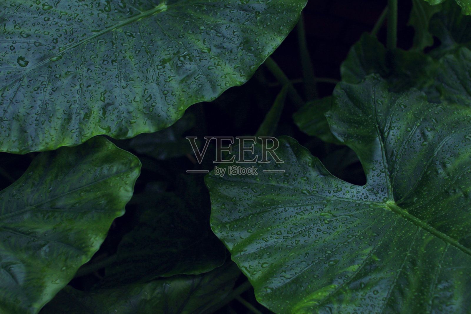 真正的热带树叶背景，丛林树叶照片摄影图片