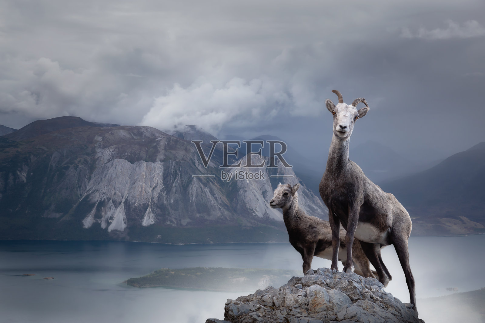 岩石悬崖上的山羊。妈妈和她的宝宝。照片摄影图片