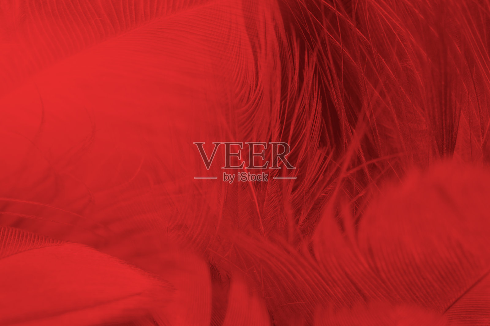 美丽的深红色栗色羽毛图案纹理背景照片摄影图片