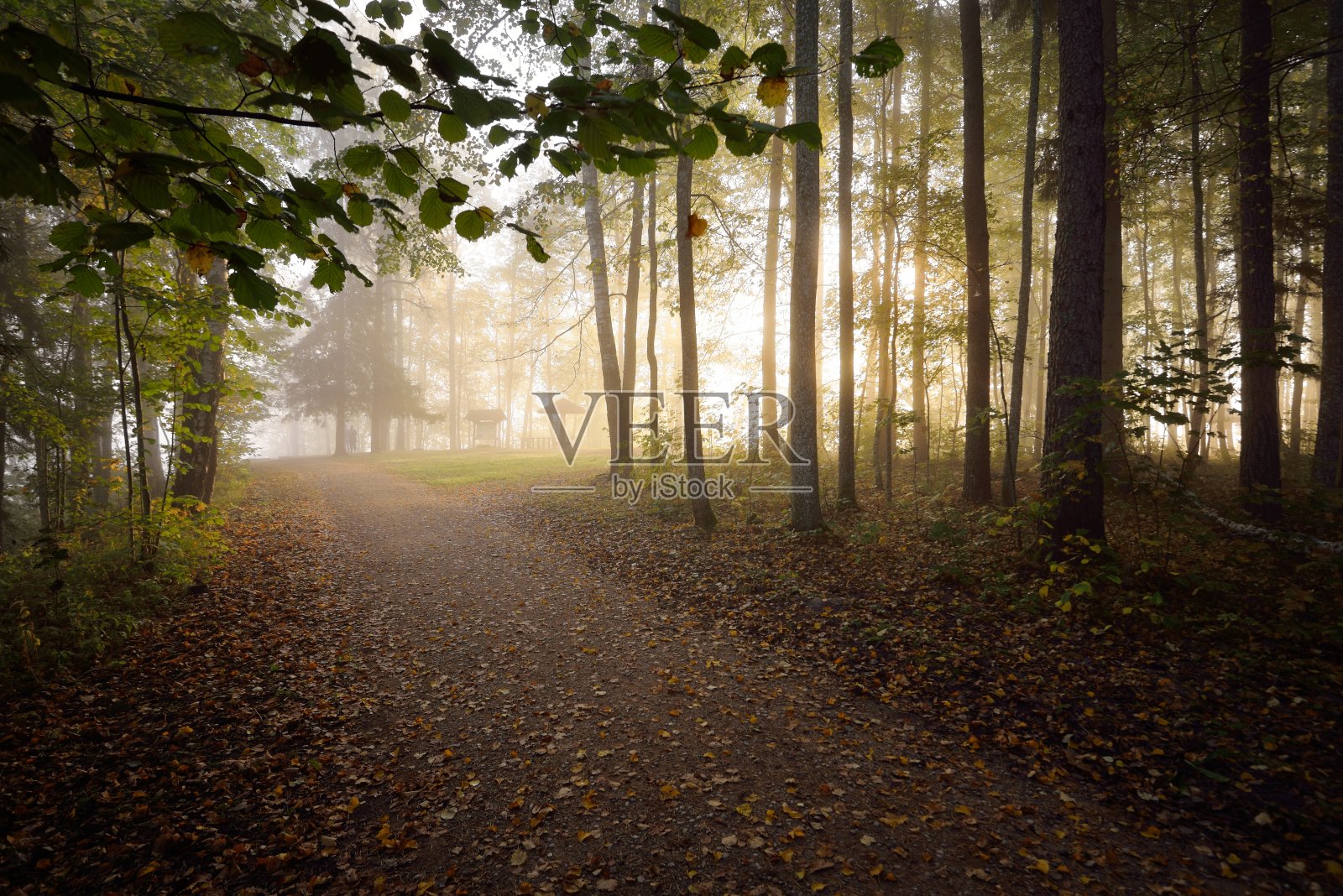 小路穿过常绿的森林，在神秘的晨雾中，自然隧道的五颜六色的树木，柔和的光线。田园诗般的秋天的场景。自然,生态,季节。大气的格局。拉脱维亚照片摄影图片